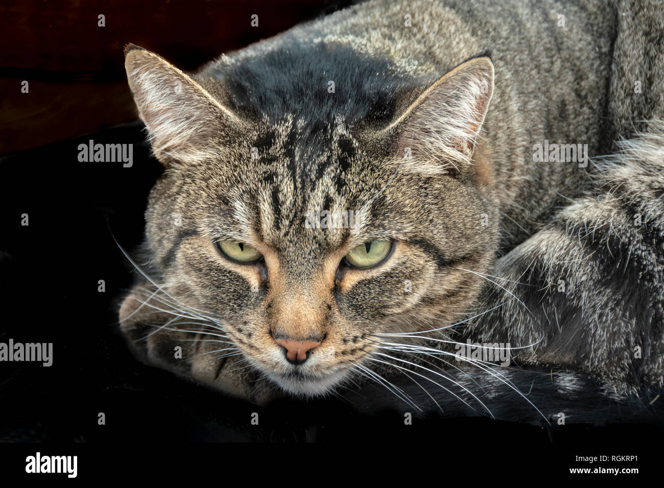 Nahaufnahme der gestreiften Katze Katze mit grünen Augen auf schwarzem Hintergrund Stockfoto