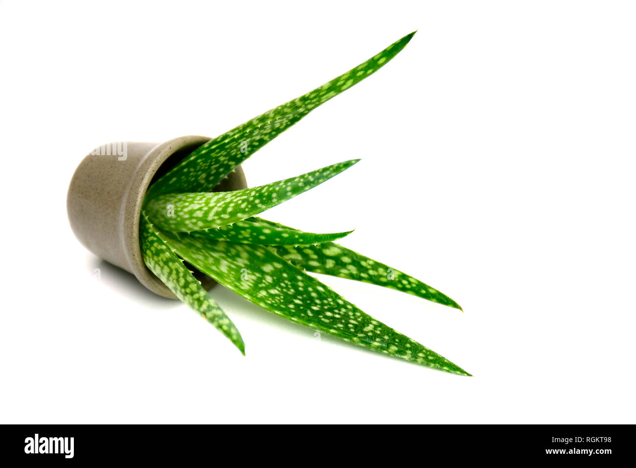 Kleiner Topf der Aloe Vera Pflanze auf weißem Hintergrund. Stockfoto