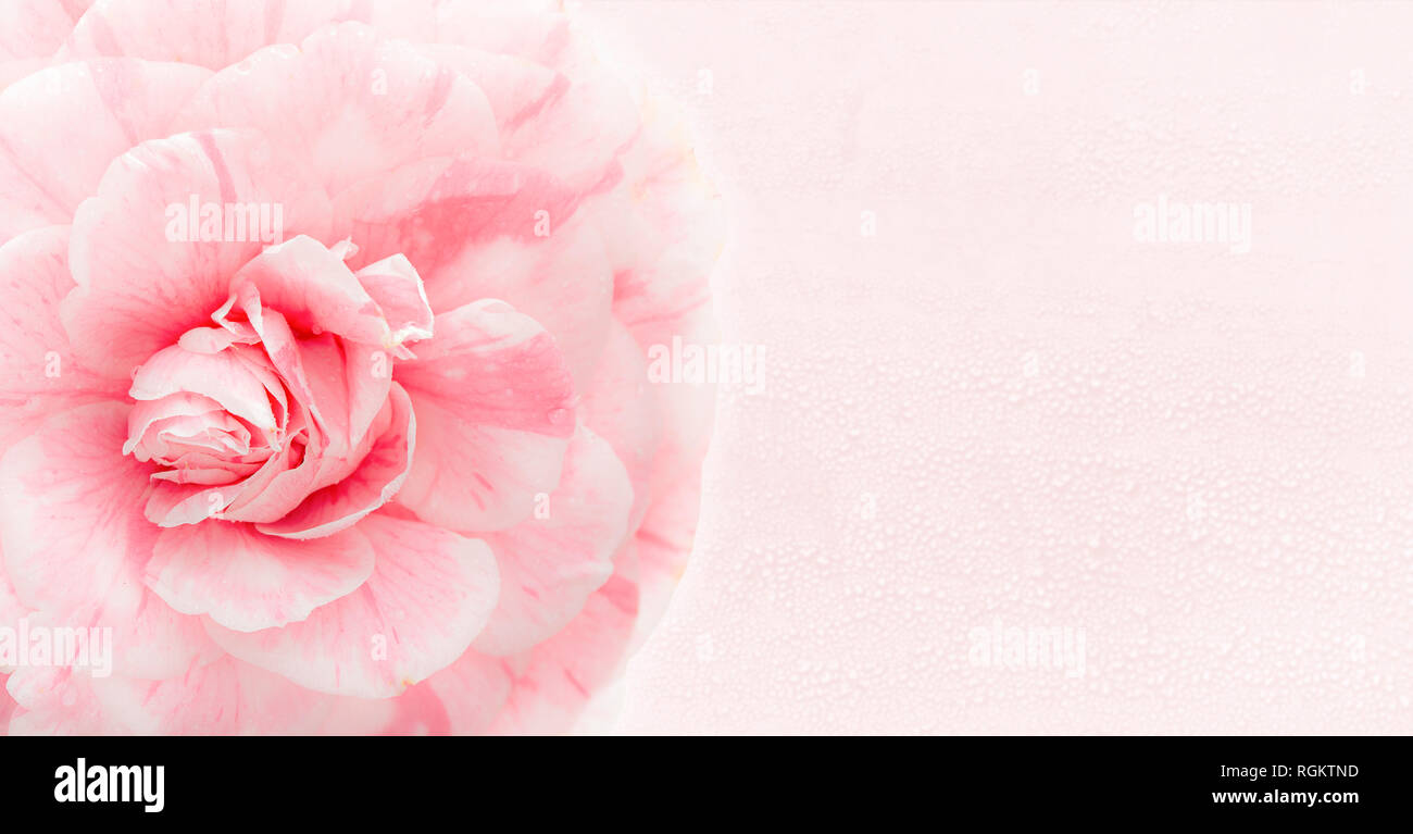 Schöne rosa Camellia schließen bis auf rosa Hintergrund mit Kopie Raum für Grußkarte isoliert. Romantische Blume art design für Einladungskarte Stockfoto