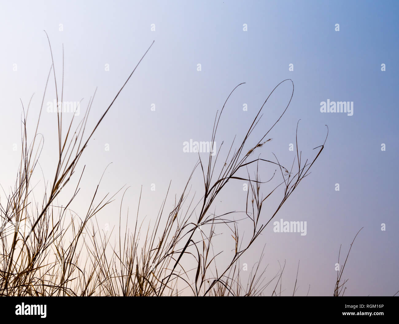 Getrocknete Gras im Abendlicht Stockfoto