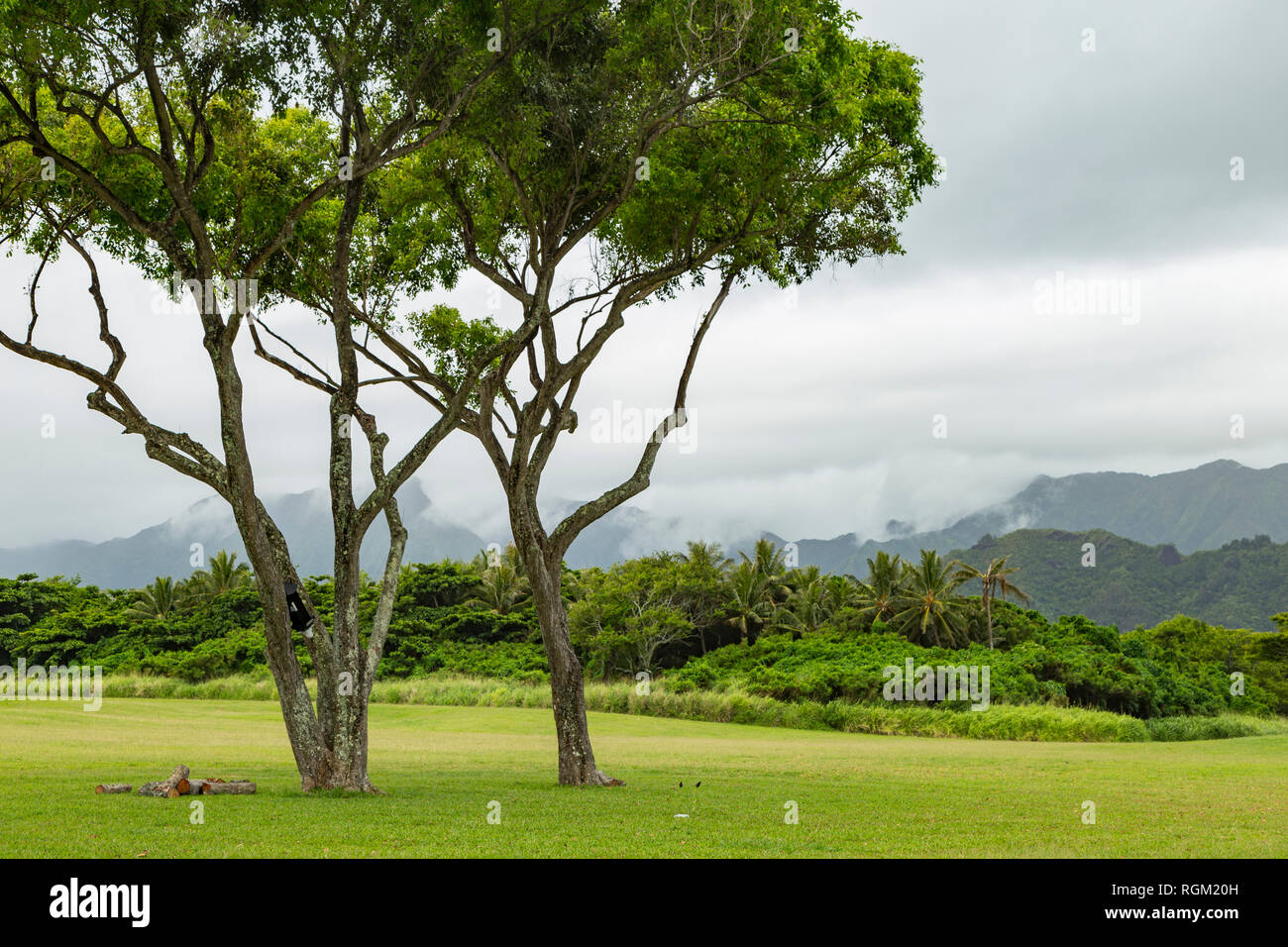 Zwei Bäume auf einer Wiese in Kaneohe, bewölkt Hügel von Oahu, Hawaii. Stockfoto