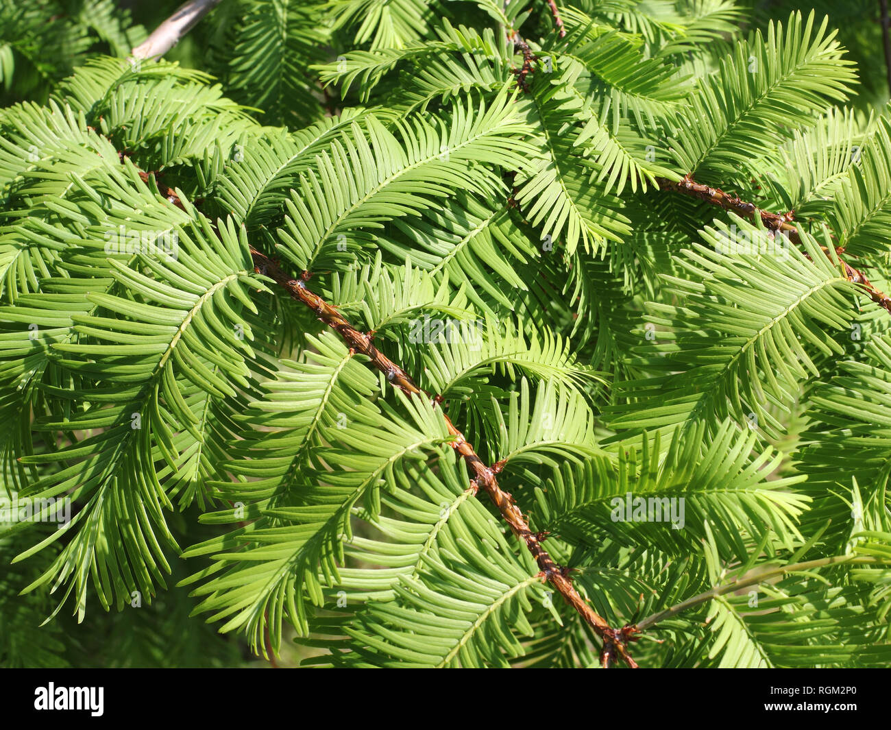 Zweige der Dawn Redwood, Metasequoia glyptostroboides, Nahaufnahme Stockfoto