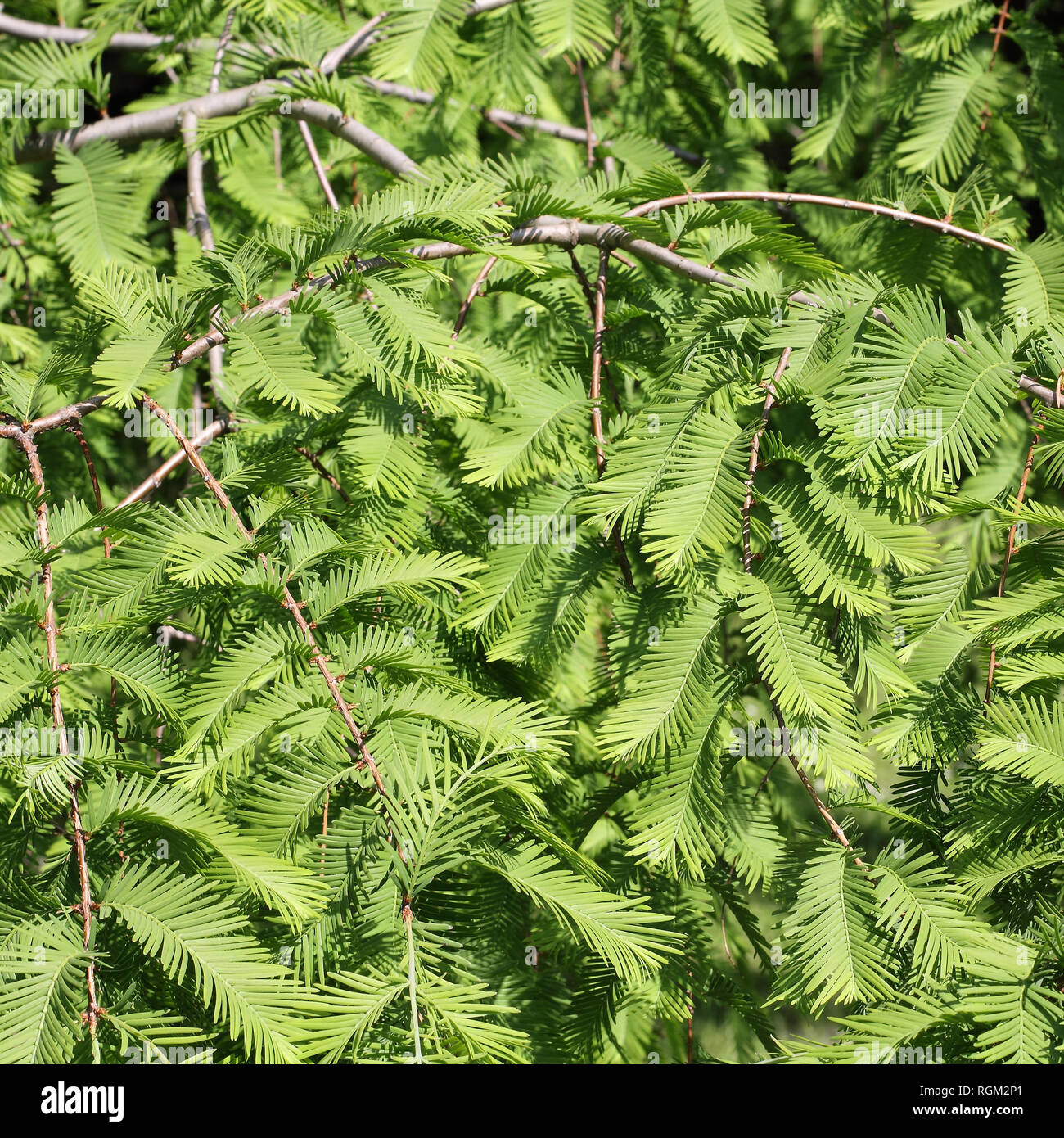 Zweige der Dawn Redwood, Metasequoia glyptostroboides Stockfoto