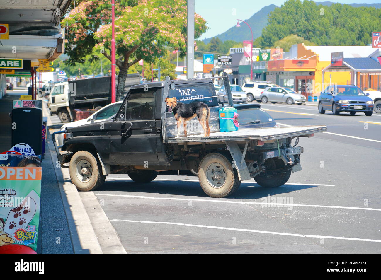 Ein Eigentümer seinen Pick Up mit seinem Hund auf der Verladerampe in Paeroa, Neuseeland geparkt Stockfoto