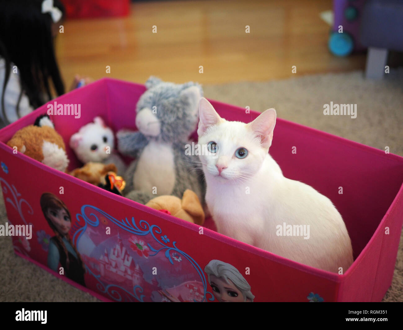 Das baby Mitzie Flamme point Siam sitzen in der Gefrorenen Toy Box mit den ausgestopften Tieren Stockfoto
