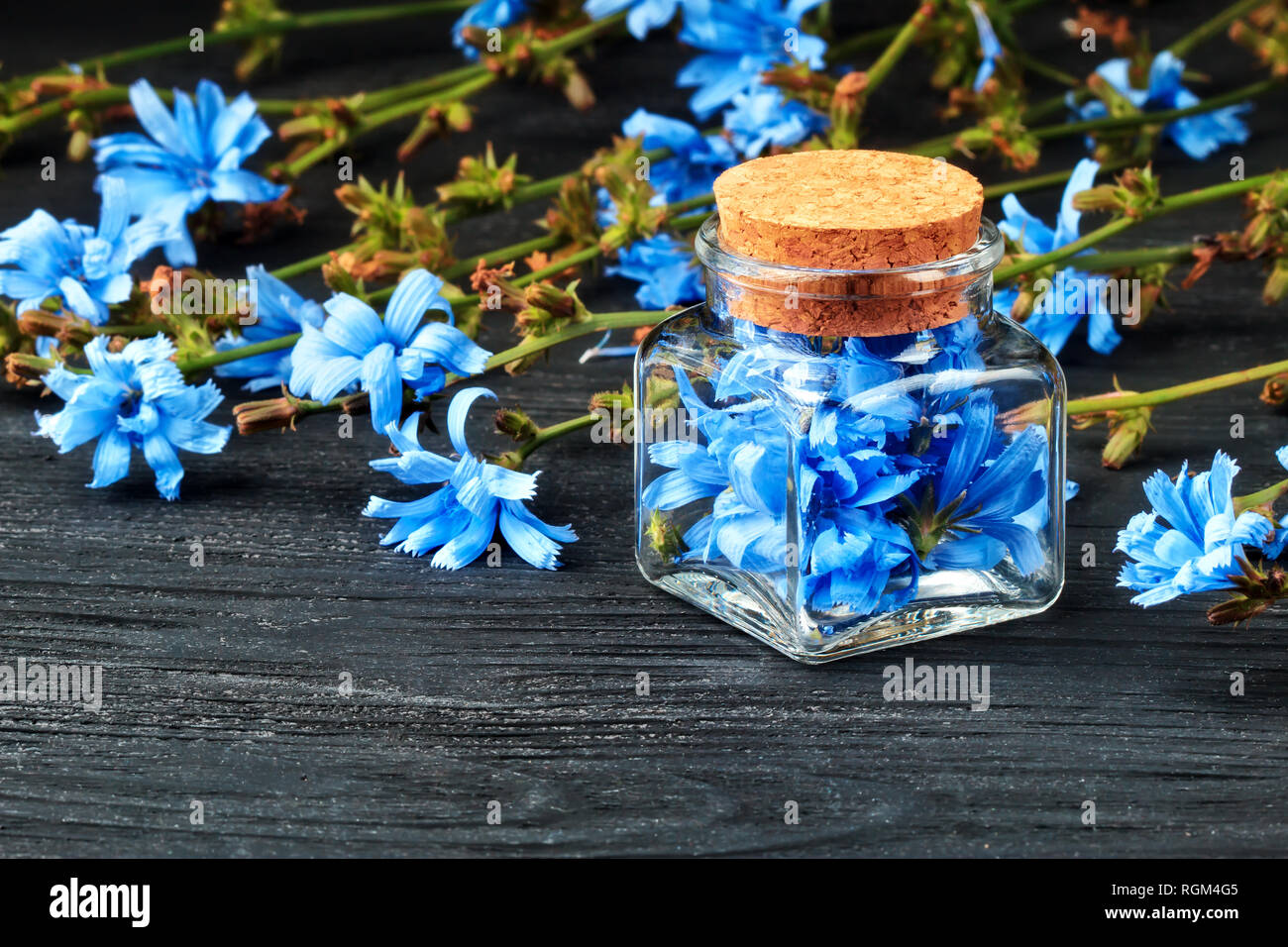 Gemeinsame CHICORÉE (Cichorium intybus) Kraut in der Flasche. Alternative Medizin Konzept auf einem schwarzen Holztisch (selektive Fokus). Stockfoto