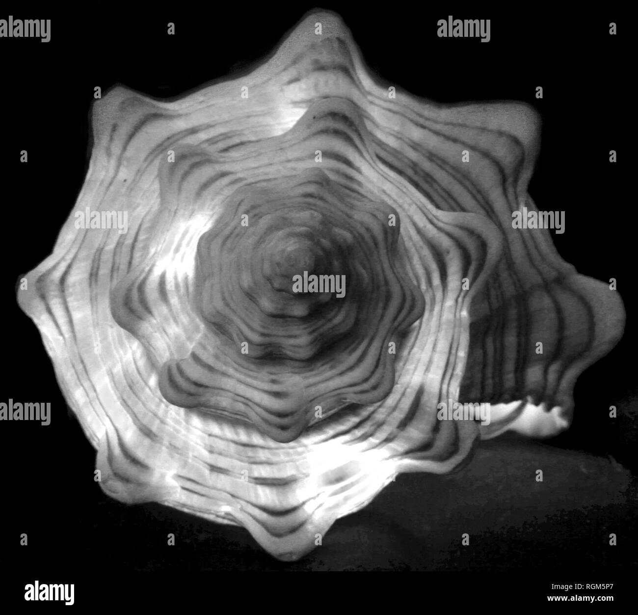 Muschel von innen beleuchteter mit Infrarot Behandlung Stockfoto