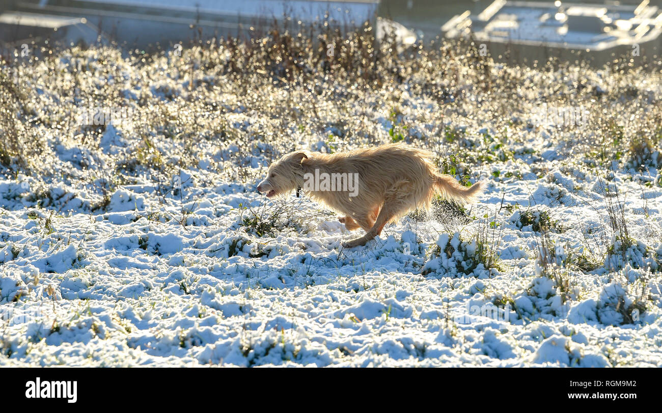 Brighton UK 30. Januar 2019 - Diese glückliche Hund spielt gerne im Schnee von Brighton Racecourse heute mehr Schnee und Frost für den Südosten von England morgen Kredit Prognose sind: Simon Dack/Alamy leben Nachrichten Stockfoto
