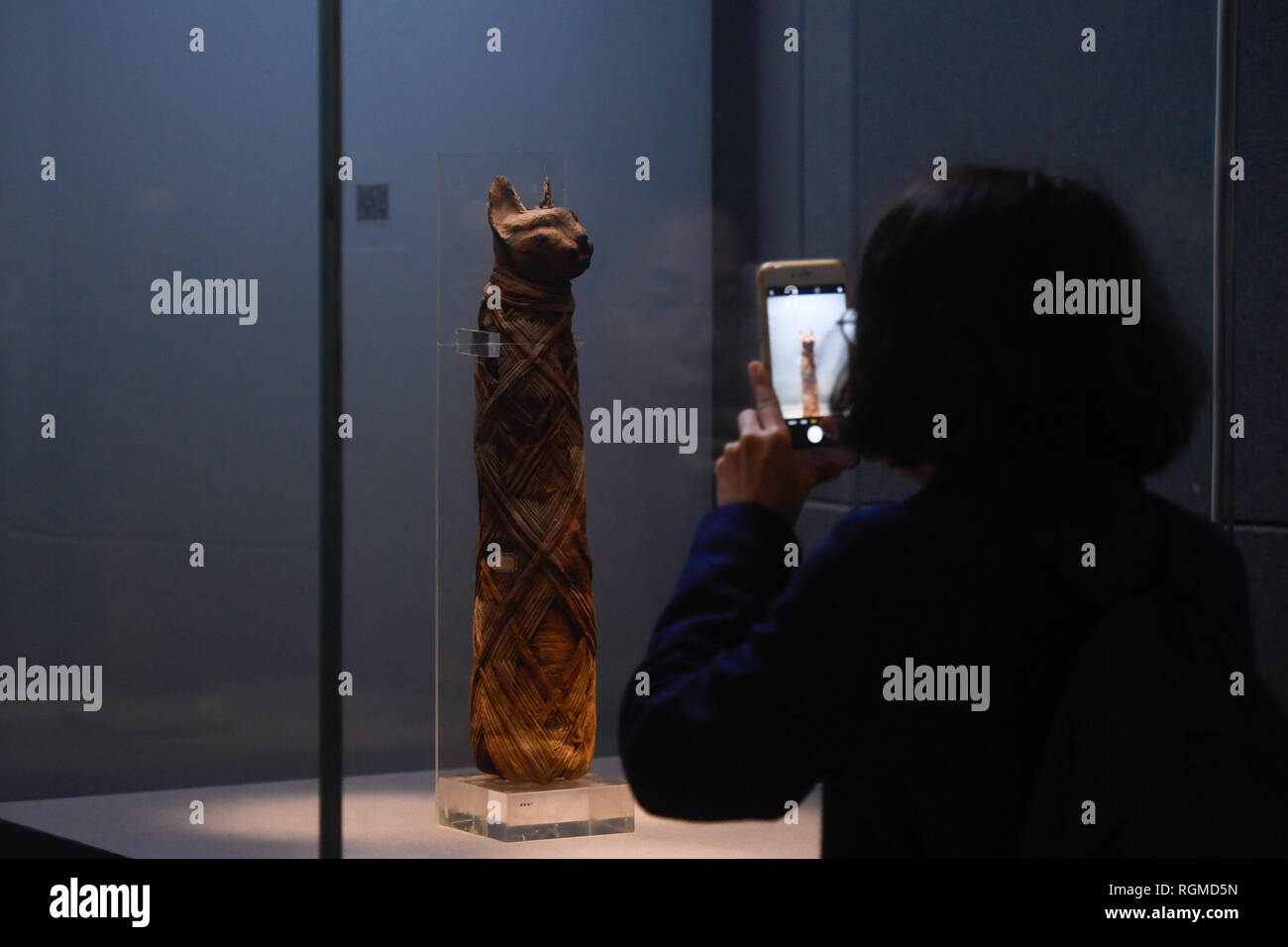 (190130) - Hangzhou, Jan. 30, 2019 (Xinhua) - ein Besucher nimmt Bilder einer Katze Mumie in einer Ausstellung der alten ägyptischen Zivilisation angezeigt an der Zhejiang West Lake Galerie in Hangzhou, der Hauptstadt der ostchinesischen Provinz Zhejiang, Jan. 30, 2019. Insgesamt 180 kulturelle Relikte aus den italienischen Museen sind in einer Ausstellung der alten ägyptischen Zivilisation von Januar 22 bis Mai 5, 2019 angezeigt. (Xinhua / Huang Zongzhi) Stockfoto