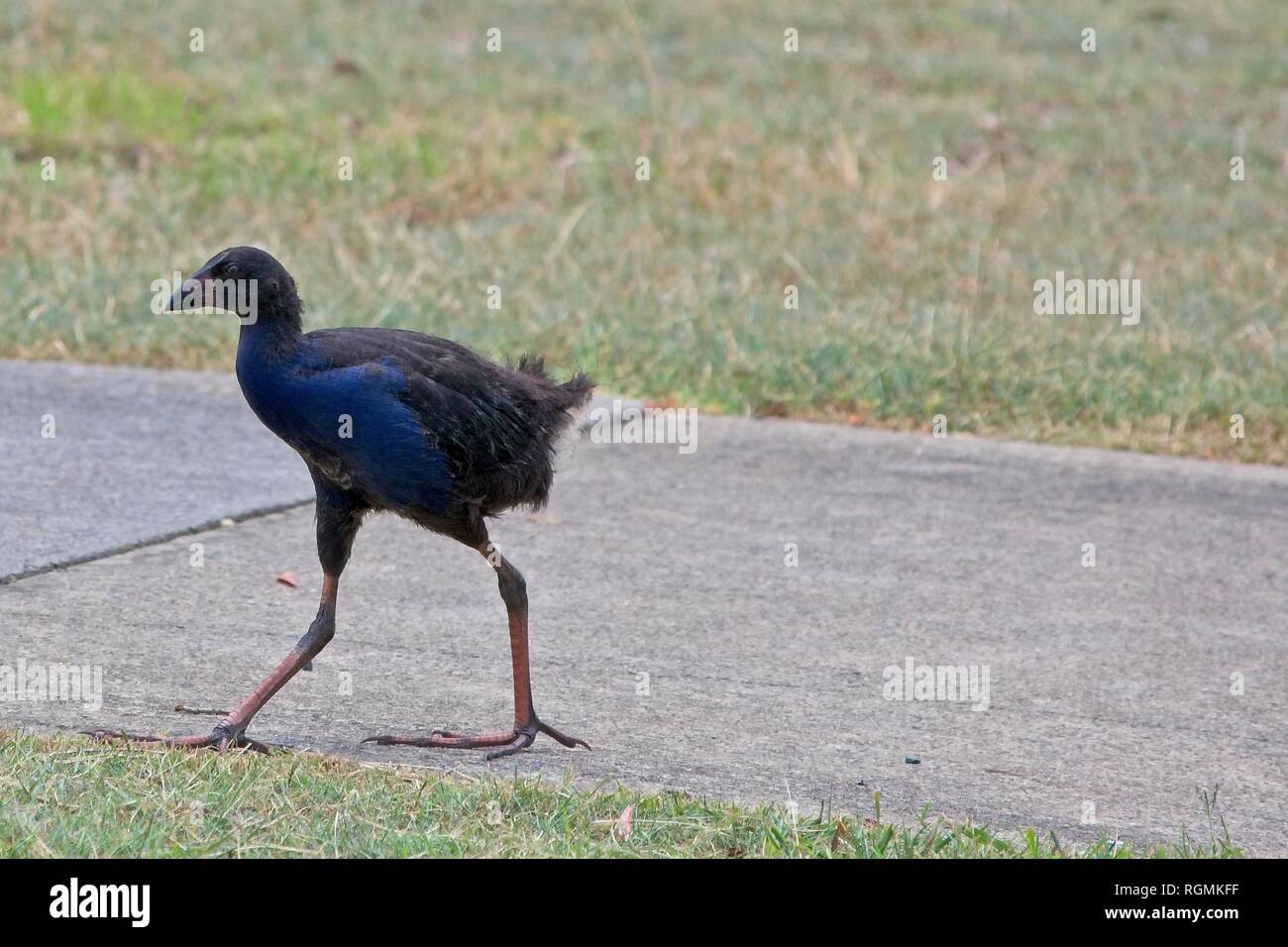 Lila haben Küken Stockfoto