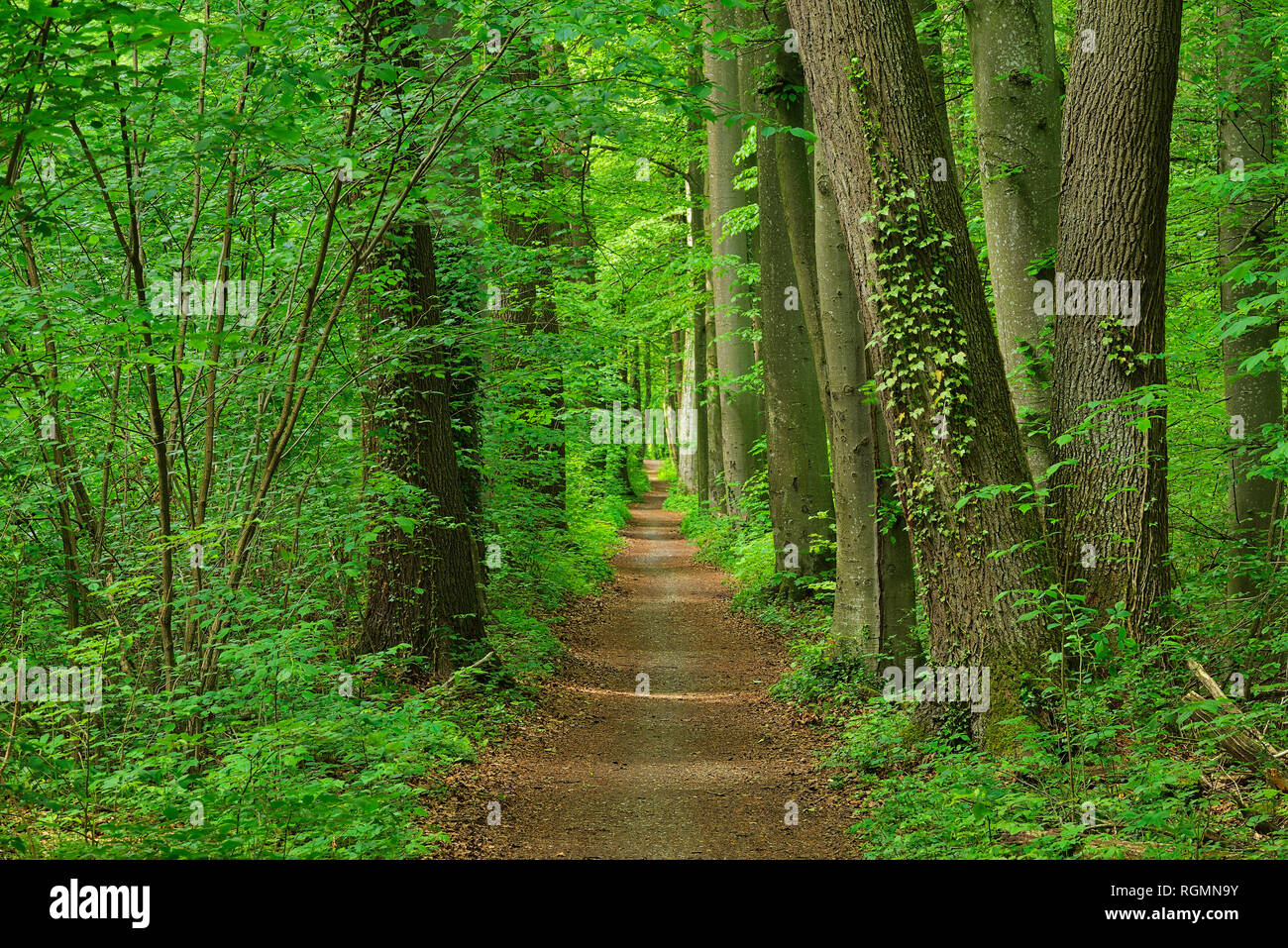 Fußweg durch den Wald im Frühling, Bayern, Deutschland Stockfoto