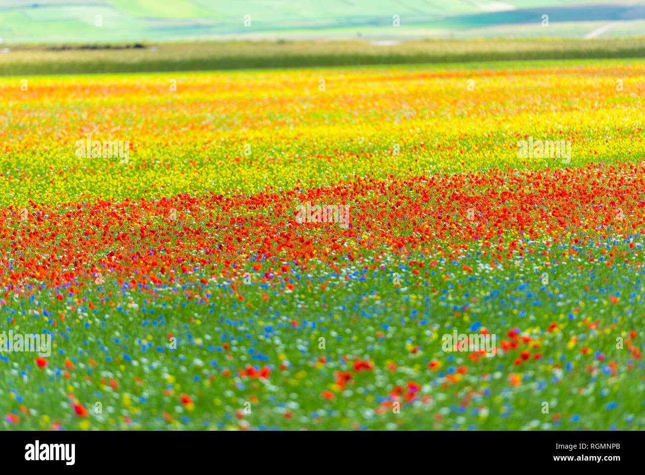 Italien, Umbrien, Sibillini Nationalpark, blühenden Blumen und Linsen auf Piano Grande di Castelluccio Di Norcia Stockfoto