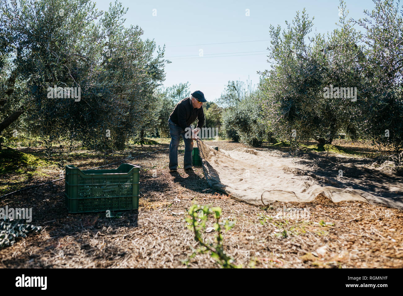 Älterer mann Olivenernte im Orchard Stockfoto