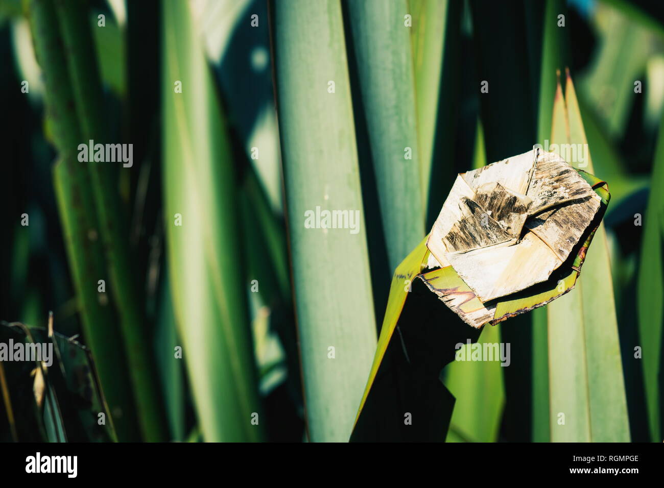 Schließen Sie herauf Bild eines Neuseeland Flachs Blatt in eine Blume gewebt Stockfoto