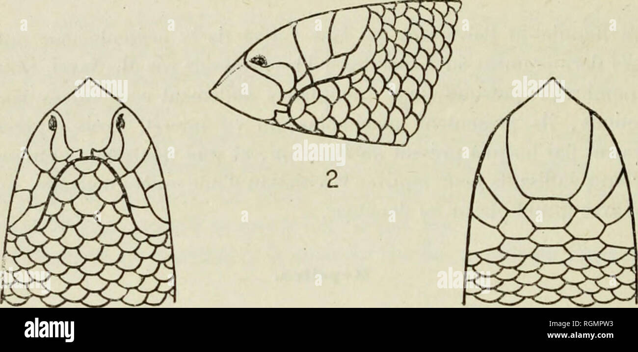 . Bulletin du Museum national d'histoire naturelle. Natural History. 198 - Plaques de la lÃªle granuleuses. Roslrale große; La parlie sichtbar d'au-dessus est nue fois El demie plus Longue que groß. Celte La largeur Ã © Gale nioilio de la largeur de la tÃªte Hebeln au niveau du Nivernais poslÃ © i' ieur de la rostrale; h Länge de sa Teil infÃ©rieure Ã © Gale les deux Tiers de la Länge tun La parlie supÃ©rieure. Narines PercÃ© es à la parlie antÃ©rieure des Nasales, tout prÃ¨s de la rostrale, en Dessous de l'arÃªle latÃ©rale de cette Plakette. Les nasales, qui sind plus larges que les prÃ©oculaires et Stockfoto