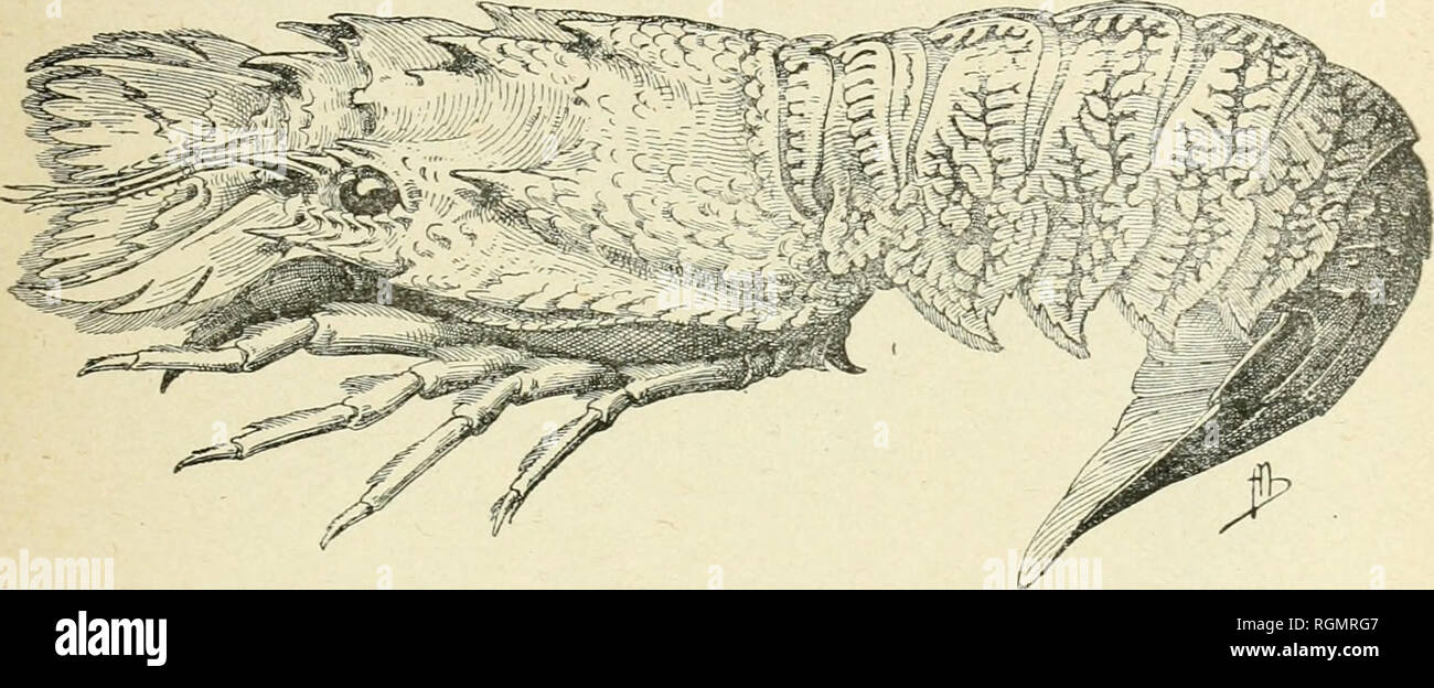 . Bulletin du Museum national d'histoire naturelle. Natural History. BULLETIN DU Muséum national d'histoire naturelle RÉUNION MENSUELLE DES NATURALISTES DU MUSEUM. TOME VINGT-DEUXIÈME 1916 PARIS STAATSDRUCKEREI MDGCCCXVI. Bitte beachten Sie, dass diese Bilder sind von der gescannten Seite Bilder, die digital für die Lesbarkeit verbessert haben mögen - Färbung und Aussehen dieser Abbildungen können nicht perfekt dem Original ähneln. extrahiert. Museum national d'histoire naturelle (Frankreich). Paris: die französische Staatsdruckerei Stockfoto