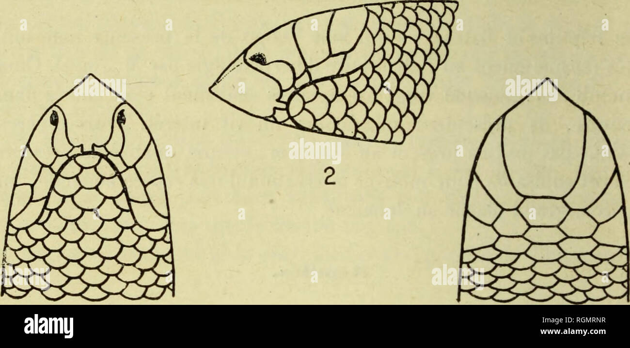 . Bulletin du MuseÌum d'histoire naturelle. Natural History. 198 - Plaques de la tÃªte granuleuses. Rostrale große; la Partie sichtbar d'au-dessus est une fois et demie plus Longue que groß. Cette largeur Ã © Gale la moitiÃ© de la largeur de la tÃªte Hebeln au niveau du Nivernais postÃ © rieur de la rostrale; la Länge de sa Teil infÃ©rieure Ã © Gale les deux Tiers de la Länge de la Partie supÃ©rieure. Narines PercÃ© es à la Partie antÃ©rieure des Nasales, tout prÃ¨s de la rostrale, en Dessous de l'arÃªte latÃ©rale de cette Plakette. Les nasales, qui sind plus larges que les prÃ©oculaires et oculai Stockfoto