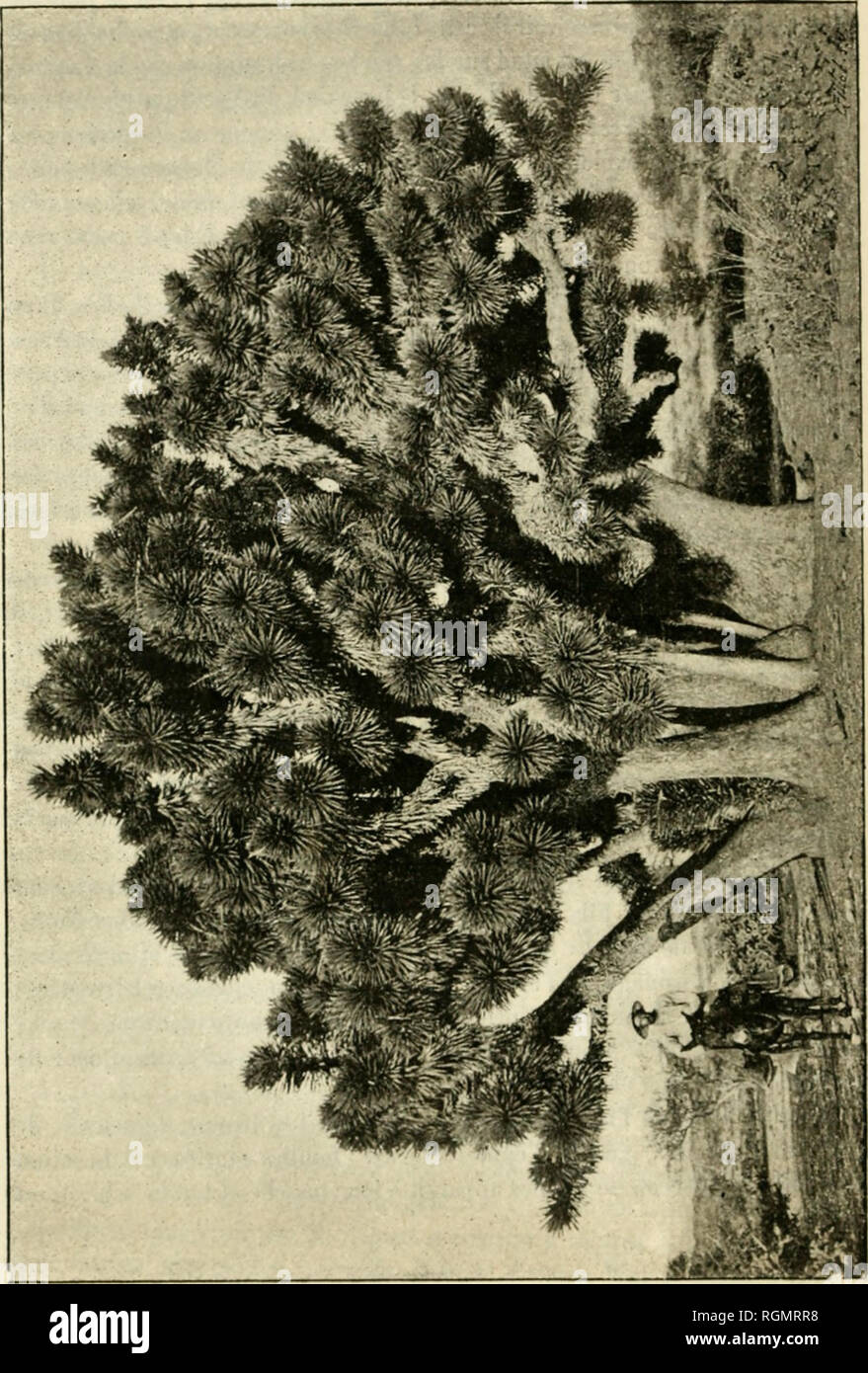 . Bulletin du Museum national d'histoire naturelle. Natural History. - 11./J. Bitte beachten Sie, dass diese Bilder sind von der gescannten Seite Bilder, die digital für die Lesbarkeit verbessert haben mögen - Färbung und Aussehen dieser Abbildungen können nicht perfekt dem Original ähneln. extrahiert. Museum national d'histoire naturelle (Frankreich). Paris: die französische Staatsdruckerei Stockfoto