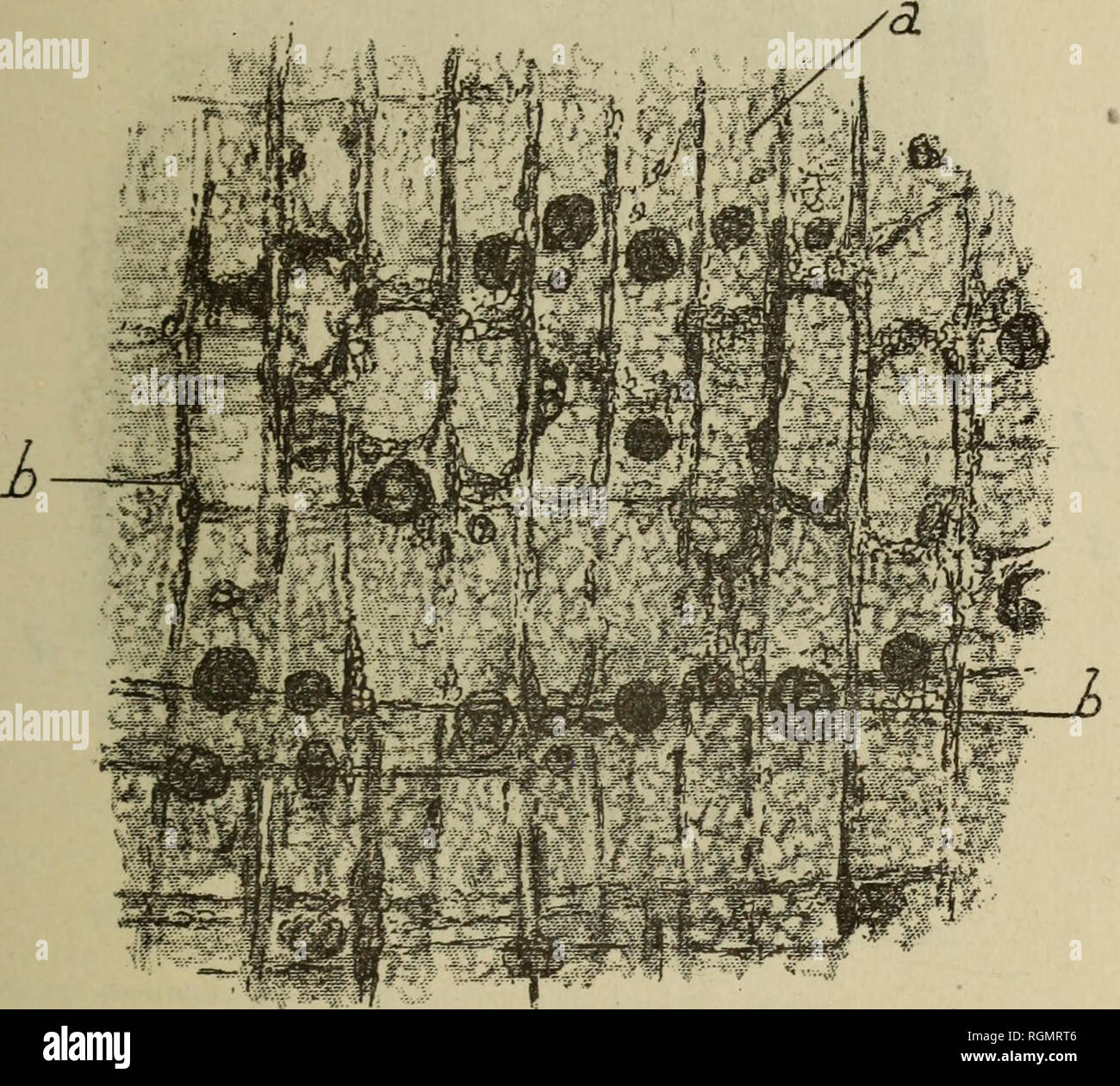 . Bulletin du MuseÌum d'histoire naturelle. Natural History.  53 midon polyà © driques, mesurant7p à 10 (x, agissant sur la Lumière et Stadtteil Nové s dans une Masse proloplasmique qui 1 Rs entoure Comme d'un réseau. Leur altération beginnen par la Perle de la propriété d'agir sur la Lu - mière polarisée, propriété qui persiste pour les parois De cellules qui Les renferment. Les Grains se Lösungsmittel ensuite et Il ne Reste de sichtbar que les mailles du réseau protoplasmique prenant une teinte jaune orangà © et dans lesquelles auf dislingue les Geldbußen Körnungen du proloplasma, Abb. 2. BientÃ' Stockfoto