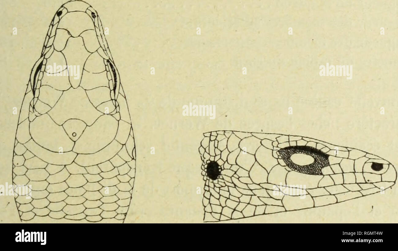 . Bulletin du MuseÌum d'histoire naturelle. Natural History. - 101 - Lygosoma (Riopa) dahomeyense, sp. nov. Â Corps allongÃ©, Ã Sec- tiansversale subqnadrangiilaire. Membres modÃ©rÃ©ment sehnt, pcnta - dactylcs. De dislance mitÃ TexlrÃ © © du museau aux Ã © PAULES umfassen une fois et un Tiers dans la sÃ©Sägenparameters Abstand qui l'Artikulation des membres antÃ © rieurs de Taine. Museau assez, arrondi. PaupiÃ¨res infÃ©rieures avec un disque transparent. Supra-Nasales petites. Rostrale largement en Contact avec la fronto-nasale; la Naht entre Ces deux Plaketten Ã © Gale à la moitiÃ© de la lar-geur d Stockfoto