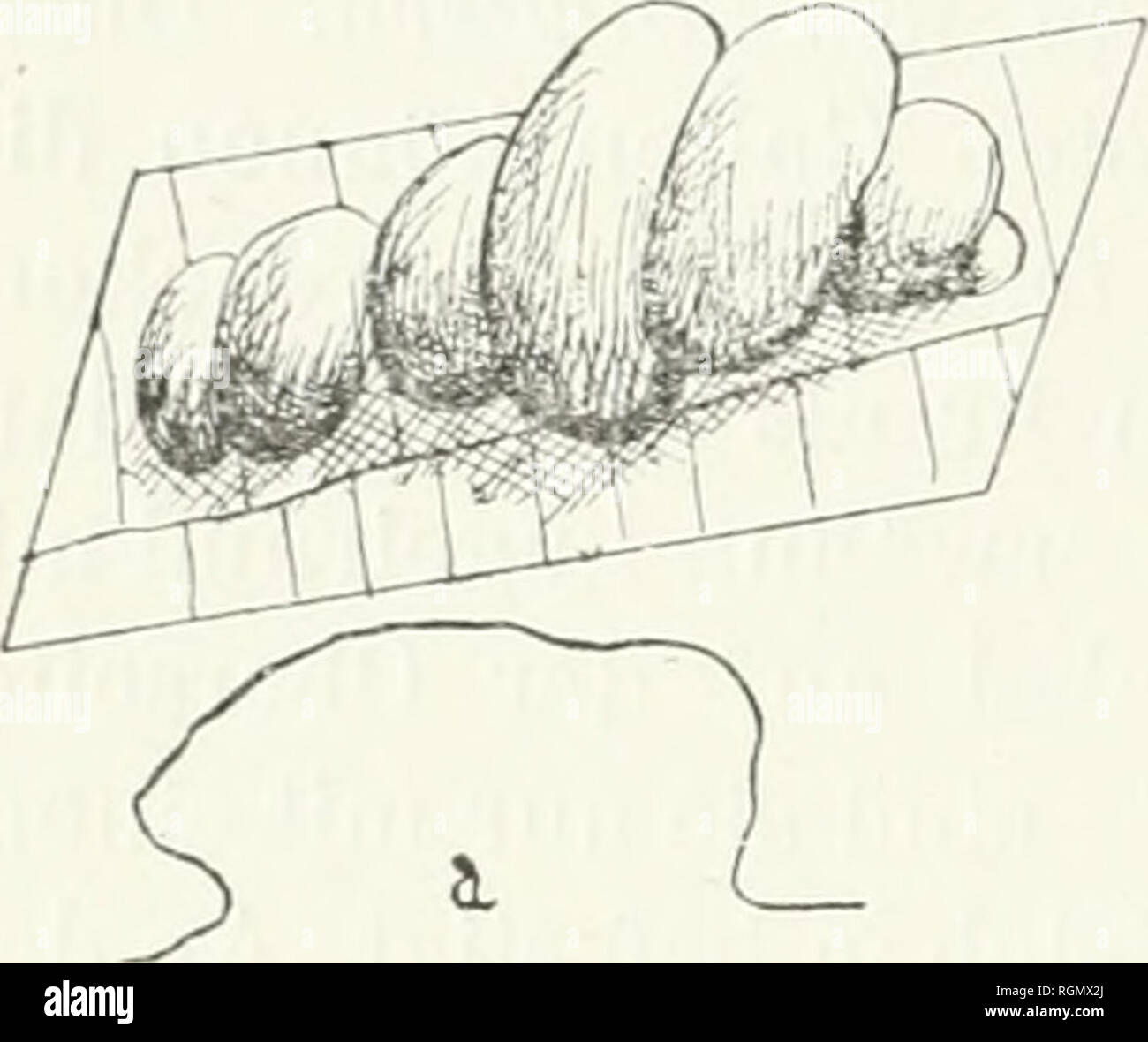 . Bulletin du Jardin botanique de Buitenzorg. Pflanzen-- Indonesien; Pflanzen. 38 dickini;-der Blattspreite, welche nocli bin stilrkstcn an der Blattoberseite entwickelt ist. Hier sind Sie linsenfôrmig-und zirka 1/2 n'ii'n hoch, walirend sie ungefahr 5 mm gross sind. Im Zentriim erhebt sich ein sonthofen Stachel, iibrigens ist Sterben Oberfliiche der Galle glatt, und von derselben Farbe, wie das Blatt selbst. An der Blattunterseite sieht man bei den jungen Gallen in der] selir Iitte der schwachen Erhebung eine feine Spalte, welche bei den alteren Gallen weit offen klafft. Im Urwald des Telamaja-Gebirge Stockfoto