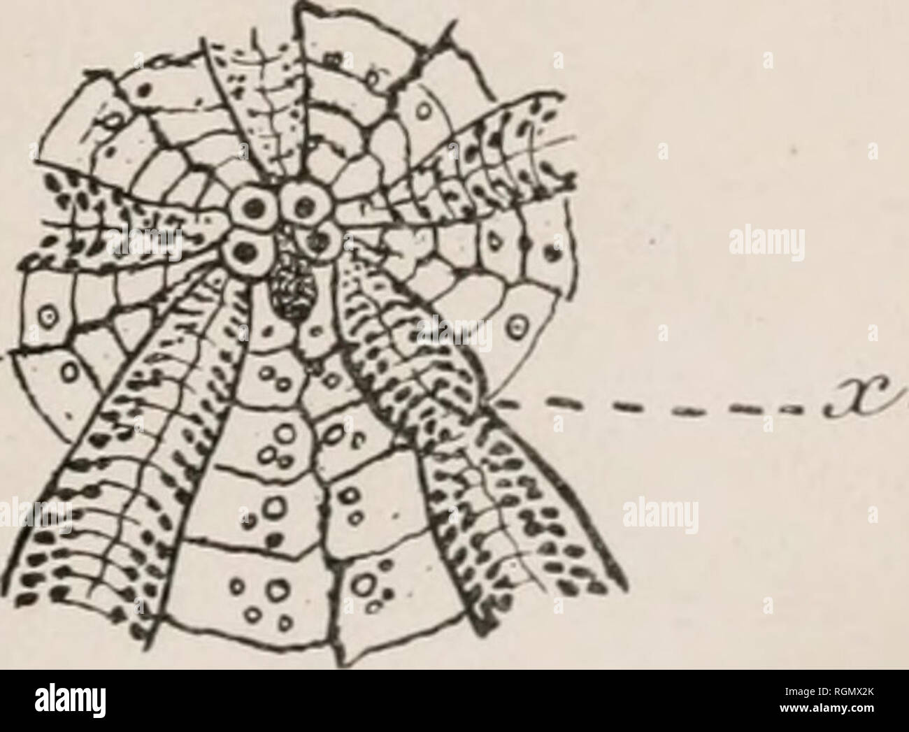 . Bulletin de l'Institut Océanographique. Ozean. Sans aucun doute une blessure guerie ein ici provoque une Sorte de Regeneration heteromorphotique du testen. II faut admettre, qu'Ici, Dans chacune des Deux Bereich 'es du meme Radius, deux Plaketten ambulacraires ont e'te blessees: dans une Rangee (a Gauche) Nous avons comme Resultat la Regeneration d'une seule Plakette groß, au lieu de deux Plaketten normales; dans Tautre rangee, 4 Plaques etroites et une de largeur Mo}enne remplacent les deux Plaketten normales. II faut Encore remarquer une autre Besonderheit: Pendant que dans chaque Plakette ambulacrai Stockfoto