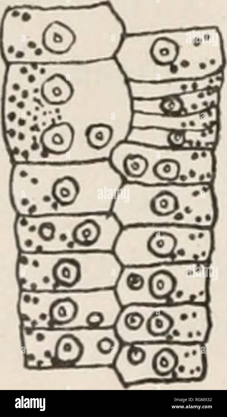 . Bulletin de l'Institut Océanographique. Ozean. Beispiel F Chez un Echinus (faisani Roscofl csculenlus de partie d'un viel qui nous a ete envoye" obligeamment par le Professeur Yves Delage) Nous avons trouve dans une Palette' e ambulacraire à la hauteur de la moitie Bol-rieure de Test une legere Depression, temoi - gnage wahrscheinlich d'une plaie guerie; ein cet endroit a eu lieu une Regeneration irre 'guliere, une Sorte de Re'Generation er te romorphotique (Abb. 4). Dans la Rangee ambulacraire d'un Radius nous voyons une Plakette presque Deux Fois plus große que les Plaques voisines du meme Radius; cett Stockfoto