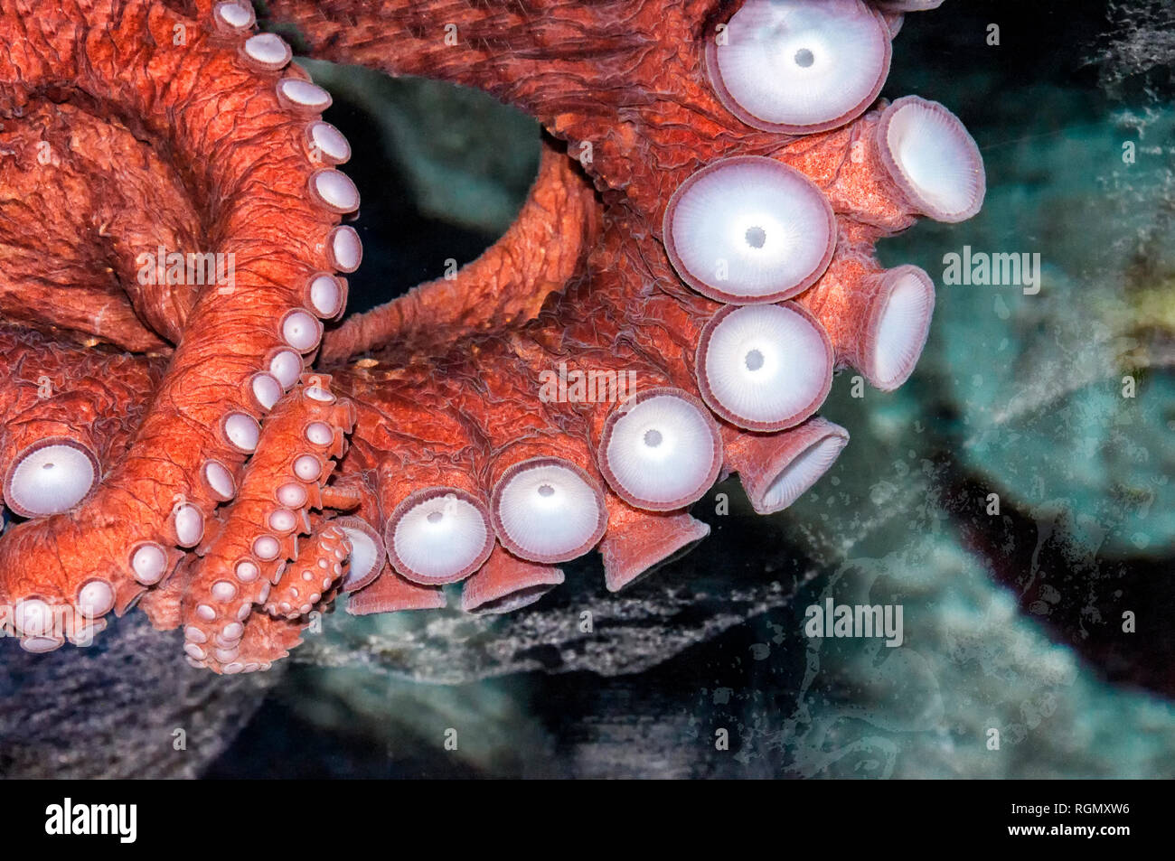 Octopus Tentakeln unter Wasser Stockfoto