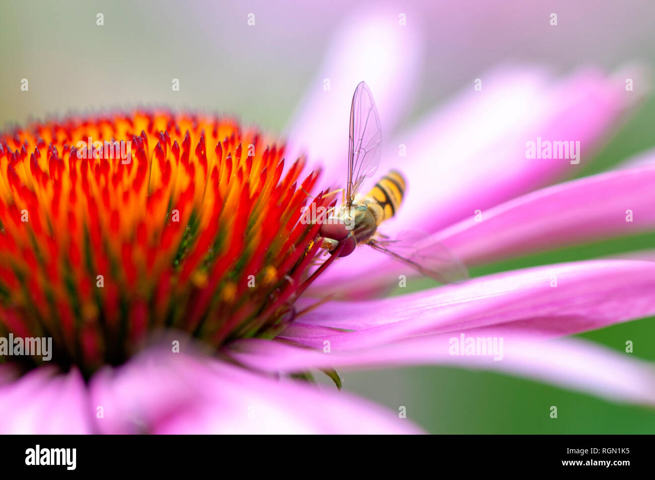 Nahaufnahme eines schweben Fliegen Pollen sammeln von einem Sommer Sonnenhut, Echinacea purpurea Stockfoto