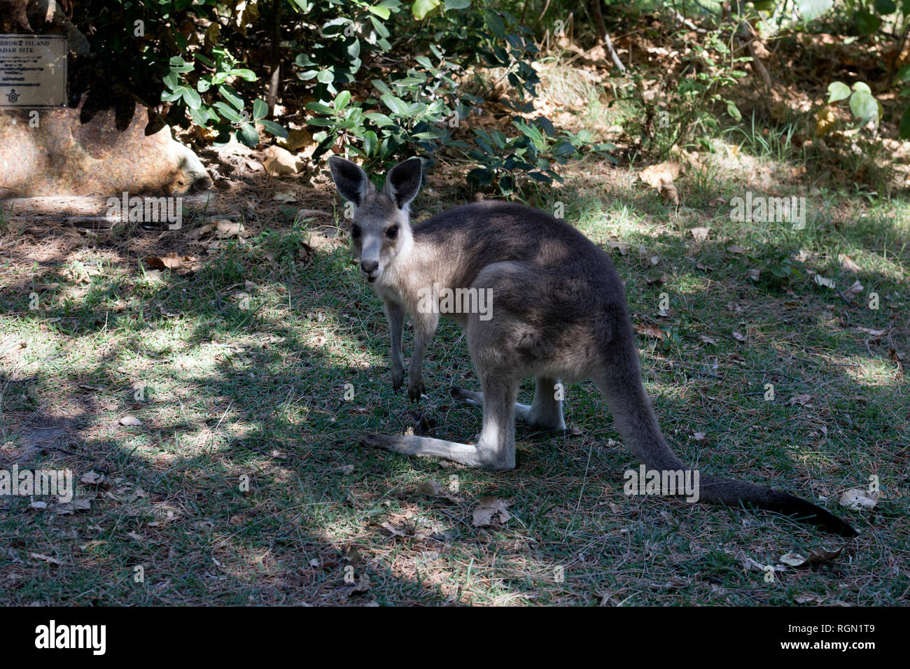 Ein Känguru im Schatten an der Schlucht, Point Lookout, North Stradbroke Island, Queensland, Australien Stockfoto
