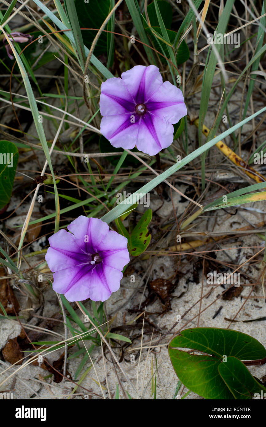 Beach Morning Glory Blumen (Ipomoea pes-caprae), North Stradbroke Island, Queensland, Australien Stockfoto