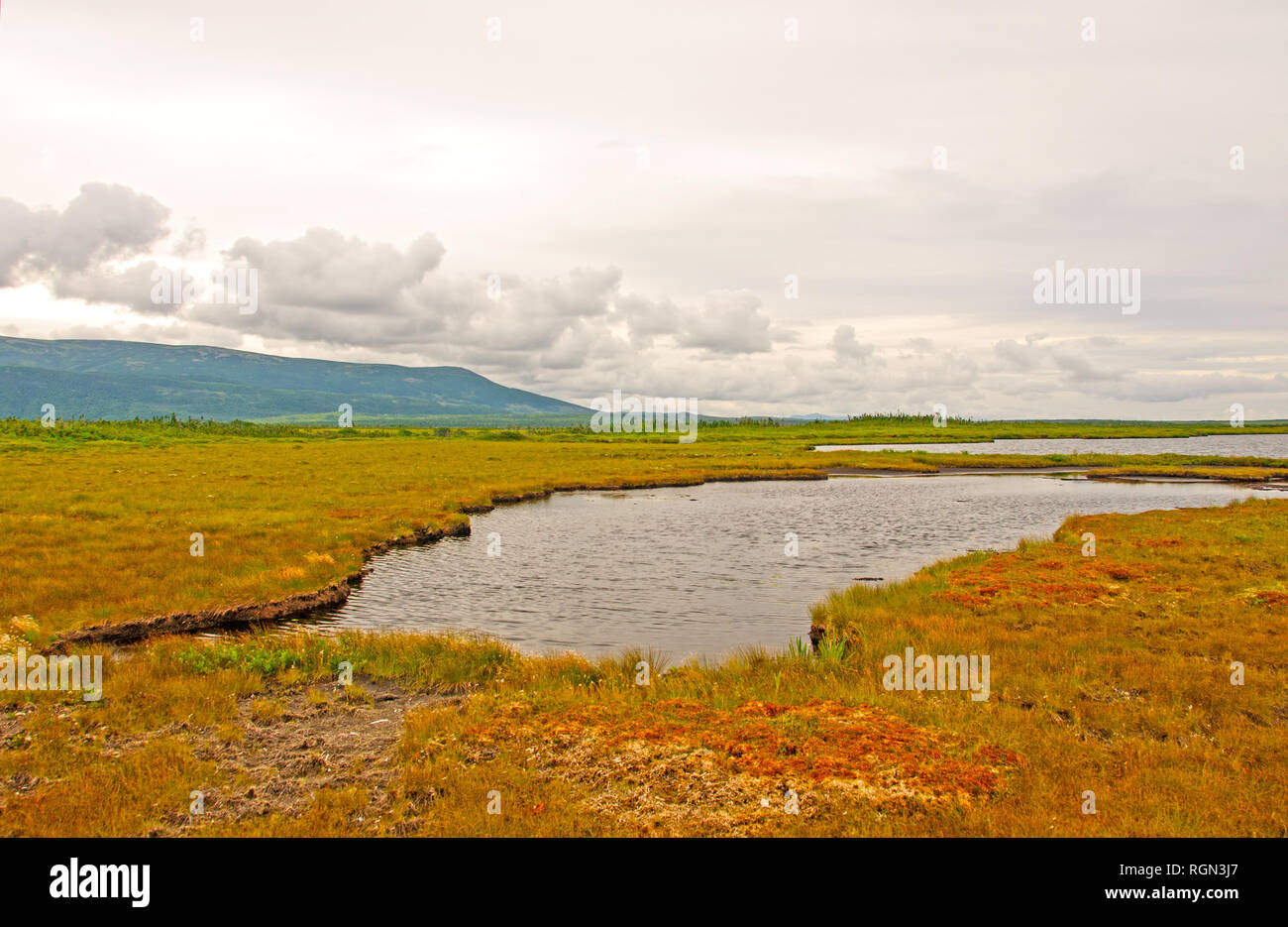 Moore entlang der Western Brook Pond Trail im Gros Morne National Park Stockfoto