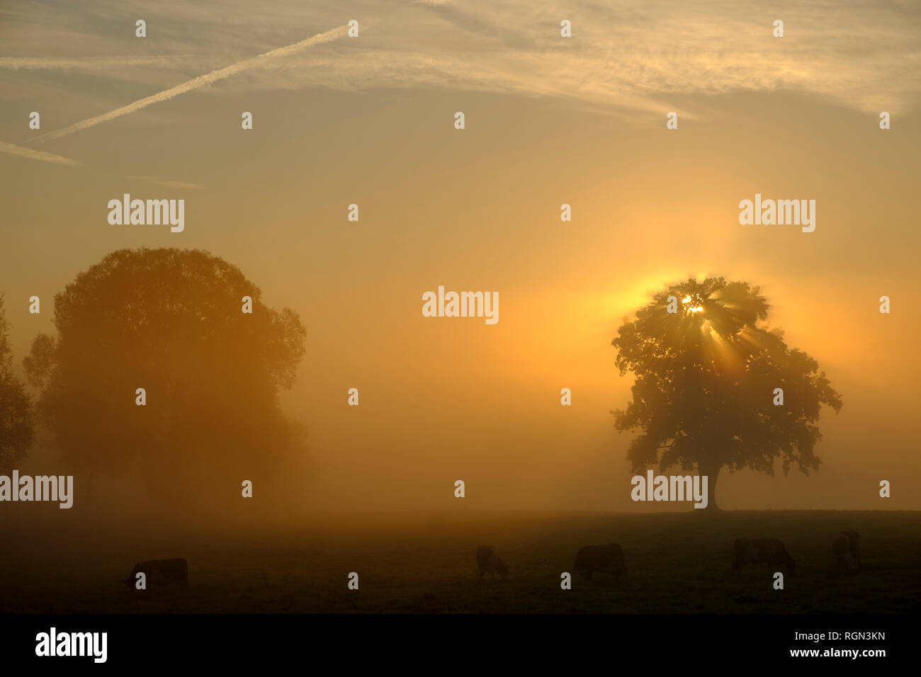 Deutschland, Pfaffenwinkel, Blick auf die Landschaft mit zwei Bäumen bei Sonnenaufgang Stockfoto