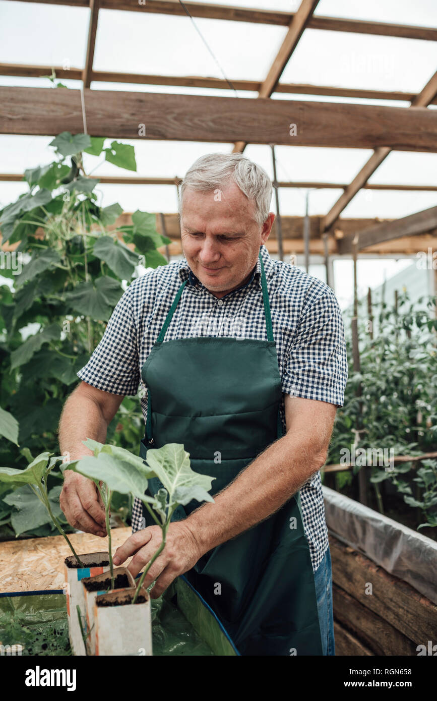 Reifer Mann, Gärtner im Gewächshaus, bei Pflanzen suchen Stockfoto