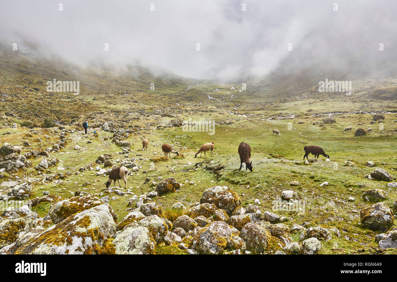 Bolivien, La Paz, Lamas an Inka Trail mit Wanderern im Hintergrund Stockfoto