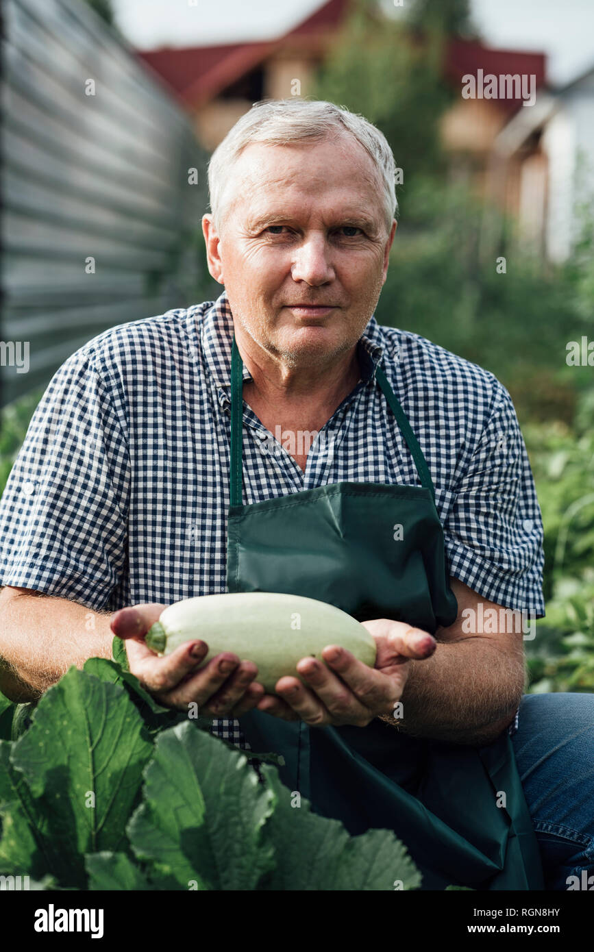 Gärtner zucchini Holding Stockfoto