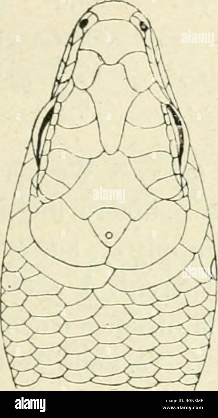 . Bulletin du Museum national d'histoire naturelle. Natural History. Â 101 â Lygosoma (Riopa) dahomeyense, sp. nov. Â Corps allonge, à Sec- transversale subqtiadrangulaire. Membres modÃ©rÃ©ment sehnt, penta-dactyles. Dislance de l'extrÃ©mitÃ © du museau aux Ã © PAULES une fois et un Tiers umfassen dans la sÃ©Sägenparameters Abstand qui l'Artikulation des membres antÃ © rieurs de Nuestro Refugio. Museau assez, arrondi. PaupiÃ¨res infÃ©rieures avec un disque transparent. Supra-Nasales petites. Rostrale largement en Contact avec la frouto-nasale; la Naht entre Ces deux Plaketten Ã © Gale à la moitiÃ© de la lar- Stockfoto