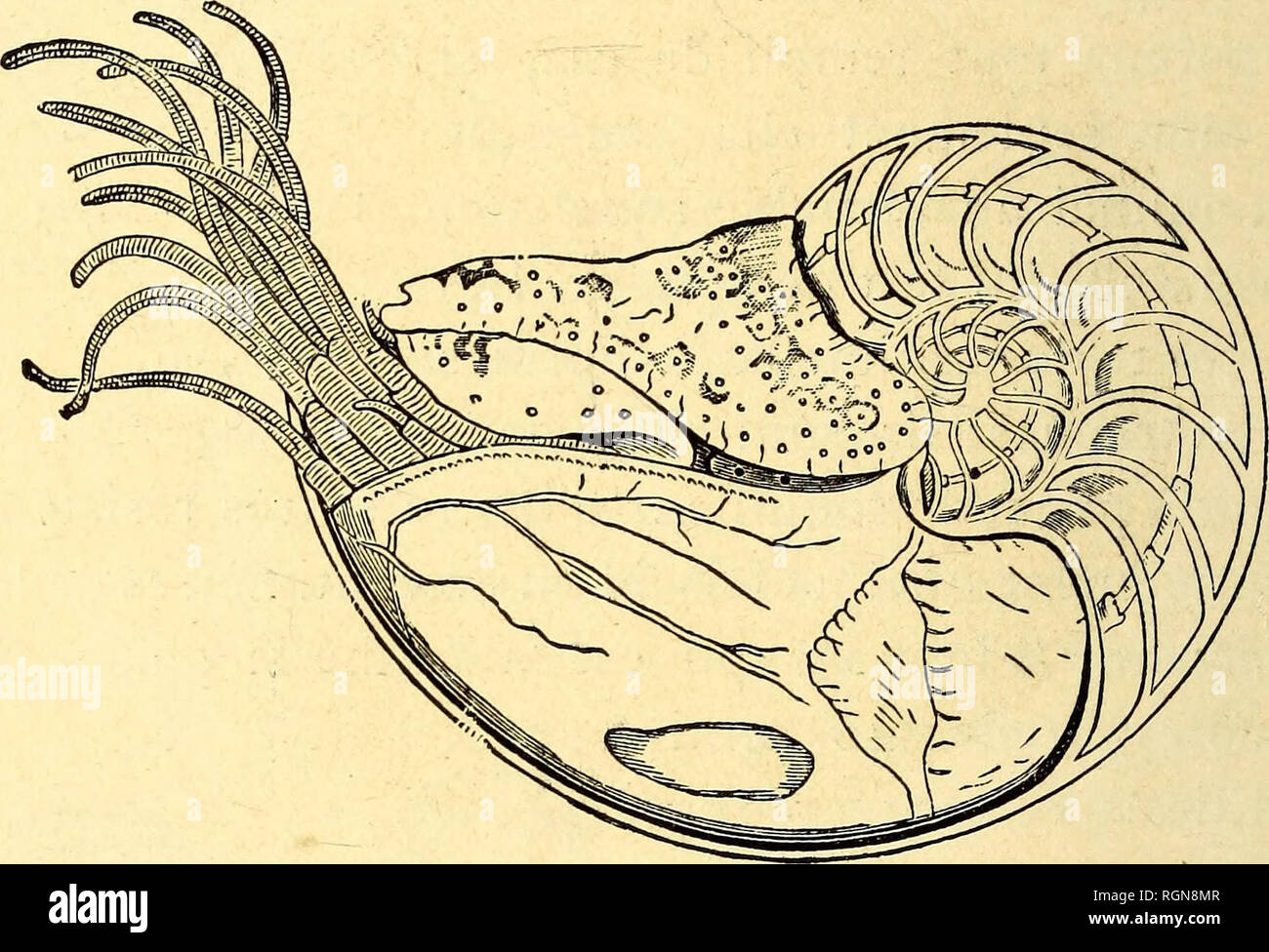 . Bulletin du Musée ocÃ© anographique de Monaco. Ozean. Â Ich 66 â Vous connaissez certainement Le Nautile (Abb. 158). Cette coquille au lieu d'Ãªtre un-os-sous-cutanÃ© est devenue une vÃ©wahrhaft briefumschlagsymbol extÃ©rieure dont La forme est trÃ¨s Jolie et les Couleurs brillantes; l'intÃ©rieur est divisÃ © en Chambres (Abb. 159) par des cloisons nacrÃ © es, que l'on nutzen dans Schneckaufkommen zahlt gießen Taucher Verwendungen ornementaux. Ce singulier Cà © phalopode ne vit Première ¨ re que dans les Mers chaudes de la Malaisie; auf en trouve à la Nouvelle - quelquefois CalÃ©donie. Il peut s'enfoncer soit dans la Mer, soit flotter Stockfoto