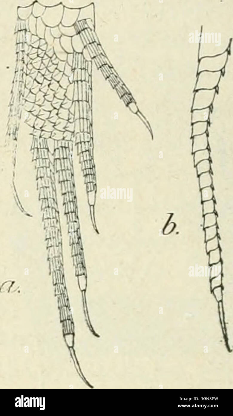 . Bulletin du Museum national d'histoire naturelle. Natural History. Abb. 3. Abb. 4.a. Patte postÃ © rieure Vue en Dessous. b. h° orteil vu de dessus. Cette Bezahnung, caractÃ©ristique du genre Acanthodactylus Wiegm., est plus Longue sur le Côté tÃ©s des orteils que sur les ceux on AKU, et, à peu de wählte prÃ¨s, aussi Dekor veloppÃ© e que chez Acanthodactylus vulgaris D. et B. Trois sÃ©Ries de Plaketten infra - tibiales. Ich 5 Poren fÃ© moraux de chaque Côté tÃ©; les deux sÃ©Ries presque contiguÃ "s sur la ligne mÃ©Diane du corps. Warteschlange; cylindrique sa Länge Ã © gale À environ une fois et La Demie dislanc Stockfoto