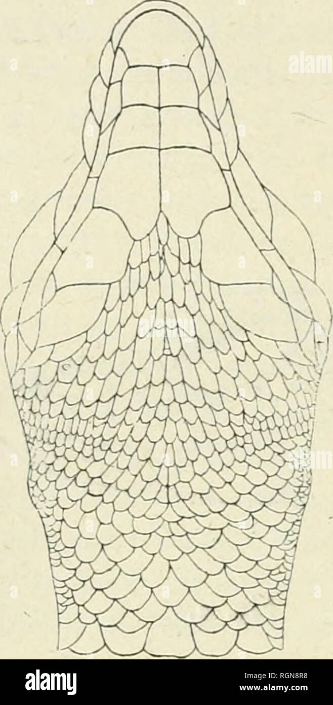 . Bulletin du Museum national d'histoire naturelle. Natural History. -% - Veatrales disposées sans Ordre entre les membres antérieurs, privatem sur 6 Rangs longitudinaux très réguliers; Celles de 9 Rangs étroites médians plus que les autres; de chaque côté de Ces 5 Rangs, une Série très peu régulière de Plaketten beaucoup pkis Petites. Une grande anale, trans-veri-e, précédée d'une ou de deux Plaketten un peu * larges: le Reste de la région préanale avec des Pla (| ues plus Petites. Antérieurs atteignant Extrémité des membres Le bord de antérieur rexliémité lorbite ou du mu-seau; extrémité des Stockfoto