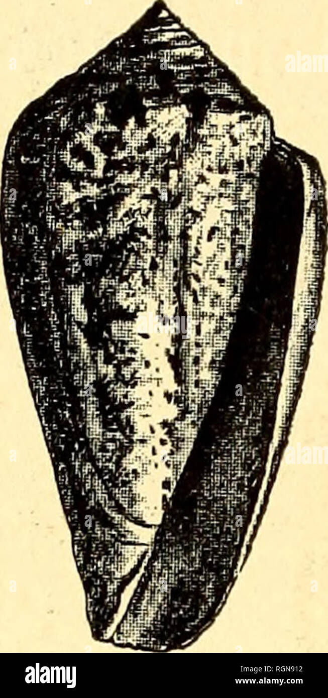 . Bulletin du Musée ocÃ© anographique de Monaco. Ozean. Â 10â. Abb. 7. Â Conus mediterraneus. Grandeur Natu- relle. Marseille nous trouvons une quantitÃ©' de ces Petites baies, que l'on Appelle calanques dans le Pays, et dont Le fond est occupÃ© par des Ports minuskeln installÃ© s sur la grÃ¨ve de sable ou de Galets. Je n'insiste pas Sur Le Côté tes de l'EstÃ©rel-du-Var et des Alpes-Maritimes, je Tiens à vous montrer seulement quelques vues de Monaco, de Sohn port, et de ses merveilleuses Falaises sur l'une desquelles auf construit en ce moment Le Musée anographique OcÃ© que vous pouvez voir s Stockfoto