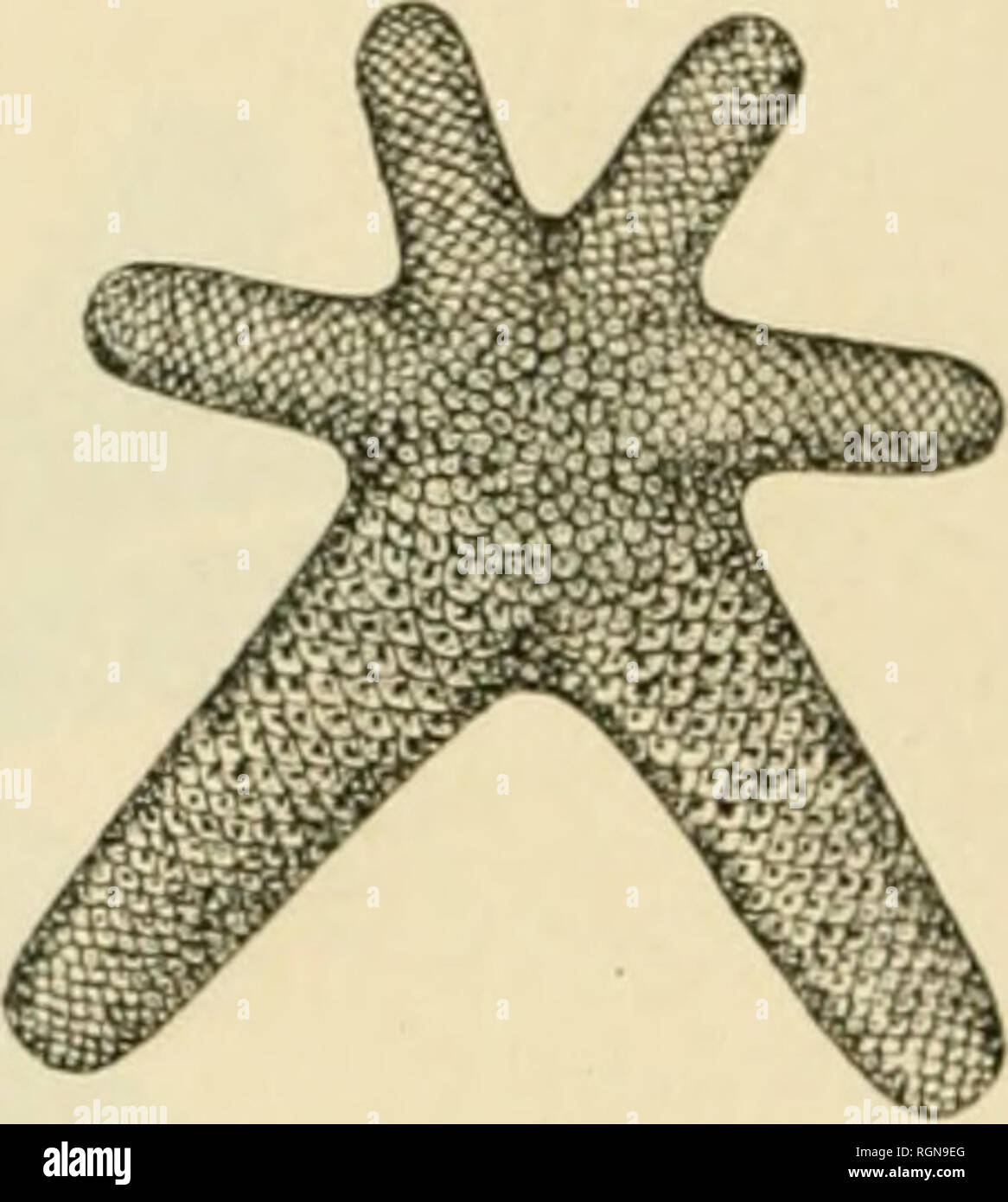 . Bulletin du Museum national d'histoire naturelle. Natural History. Abb. 3 et' ich. Â â Nepanthia Imiliiiii. Karo dorsale Le doux plus petils Exemplare, grossie un peu plus de deux Foi*. Les Plaques adambulacraires offrent une Première sÃ©rie de piquants inter-nes, au Nombre de Cinq ou sechs Par Plakette dans le plus grand Champagnerkelch, de Quatre ou Cinq dans le deuxiÃ¨me. Ces piquants sind arrondis cylindriques et À L'extrÃ©mitÃ ©; ils sind dressÃ©s et rÃ©Unis par une Membran Formant ainsi mi Petit peigne vertikal. En dehors, ou trouve sur la Face ventrale des Plaques une deuxiÃ¨me rangÃ©e de quatr Stockfoto