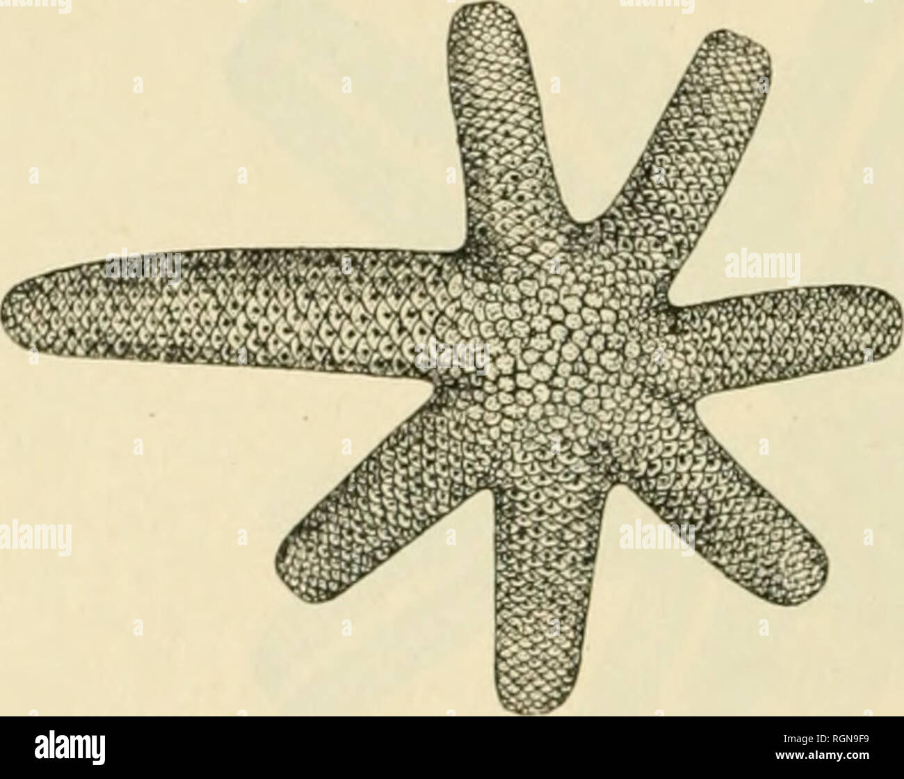 . Bulletin du Museum national d'histoire naturelle. Natural History. Â 234 â Vertes de plusieurs rangÃ © es de trÃ¨s Geldbußen spinales: dans l'espace Dreschkorb re se trouve une Papel Quelques autres Plaketten, trÃ¨s Petites el arrondies, semontrenl Ã§a et lÃ parmi les Grandes. Auf peut Compter cinq rangÃ © es de Plaques de chaque Côté tÃ© de la mÃ©e rangÃ © Diane, puis, Sur Le Côté tÃ©s du Bras, deux autres rangÃ © es de Plaketten plus Petites, dont la DerniÃ¨re Touche à la rangÃ © e marginale ventrale. Il n'y a aucune Angabe de Plaketten marginales dorsales et mÃªme la DerniÃ¨re rangÃ©e est plus Petite (pie Les a Stockfoto