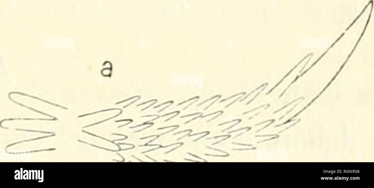 . Bulletin du Museum national d'histoire naturelle. Natural History. -^=. Abb. -. 2 et 3. Â Antropectpn Bonnieri. Abb. v. â Gesicht dorsale. Grandeur naturelle. Abb. Â'!. n. Piquants ambuiaeraires et Plakette marginale ventrale (G = 3). Â b. rient (G = 3). -- C. Paxilles du disque (G (j). Les Plaques marginales ventrales ne Einrichtung bordent pas Les dorsale 3. Elles portent sur leur Bord externe-deux piquants dont l'infÃ©rieur est assez petil et le supÃ©rieur est trÃ¨s Einrichtung veloppÃ©, Ã © largi et de lame de Sabre; sa Lon-gueur, Vers le milieu &Lt;u Bhs, atteint Presque le Double de la largeur de la plaqu Stockfoto
