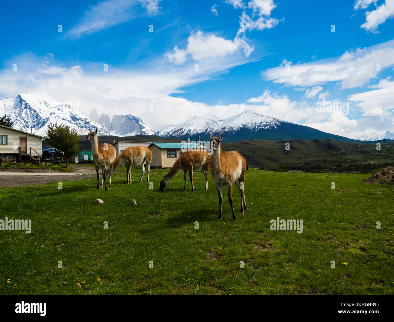 Chile, Patagonien, Torres del Paine Nationalpark, Cerro Paine Grande und Torres del Paine, Guanakos Stockfoto