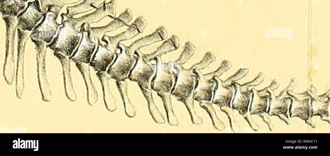 . Bulletin du Musée Royal d'histoire naturelle de Belgique; Medeelingen van het Koninklijk Natuurhistorisch Museeun van België. Natural History; Paläontologie. 1m -^. ^4^ bin^ K-mém: ^îtfaULA "Ich"^^ IGUANODON BLGR BERNISSARTENSIS, RESTAURATION ET MONTAGE DE MT, F DE PAUW.. Bitte beachten Sie, dass diese Bilder sind von der gescannten Seite Bilder, die digital für die Lesbarkeit verbessert haben mögen - Färbung und Aussehen dieser Abbildungen können nicht perfekt dem Original ähneln. extrahiert. Institut royal des sciences naturelles de Belgique. Bruxelles: Le Musée, Imprimeur du Roi Stockfoto