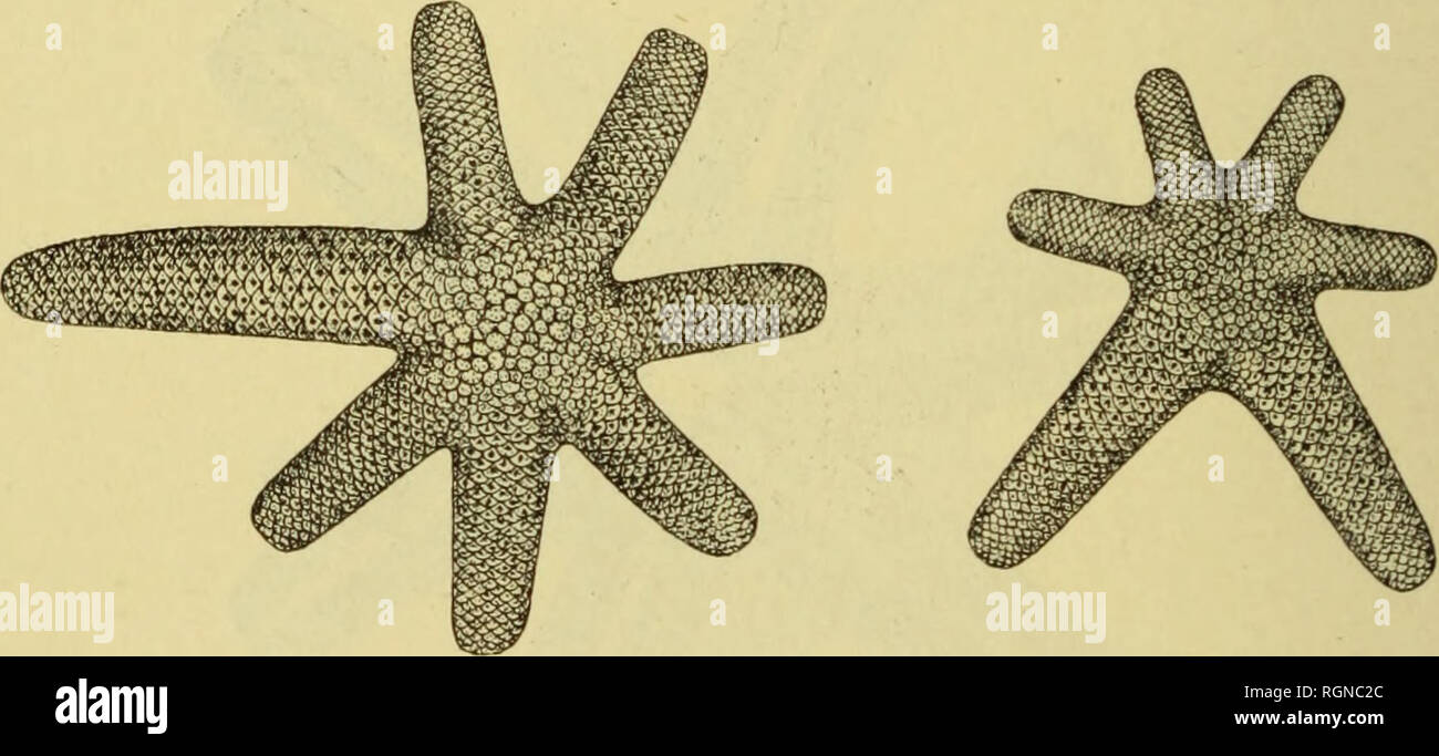 . Bulletin du MuseÌum d'histoire naturelle. Natural History. 23 Ã¢â verlcs de plusieurs rangÃ © es de trÃ¨s Geldbußen spinales; dans l'espace Dreschkorb qui reste Libre se trouve une Papel. Quelques autres Plaketten, trÃ¨s Petites cl arrondies, se montrent Ã§ Ã et lÃ parmi les Grandes. Auf peut Compter cinq Bereich' es de Plaques de chaque Côté tÃ© de la mÃ©e rangÃ © Diane, puis, Sur Le Côté tÃ©s du Bras, deux autres rangÃ © es de Plaketten plus Petites, dont la DerniÃ¨re Touche à la rangÃ © e marginale ventrale. 11 n'y a aucune Angabe de Plaketten marginales dorsales et mÃªme la DerniÃ¨re rangÃ©e est plus Petite Stockfoto