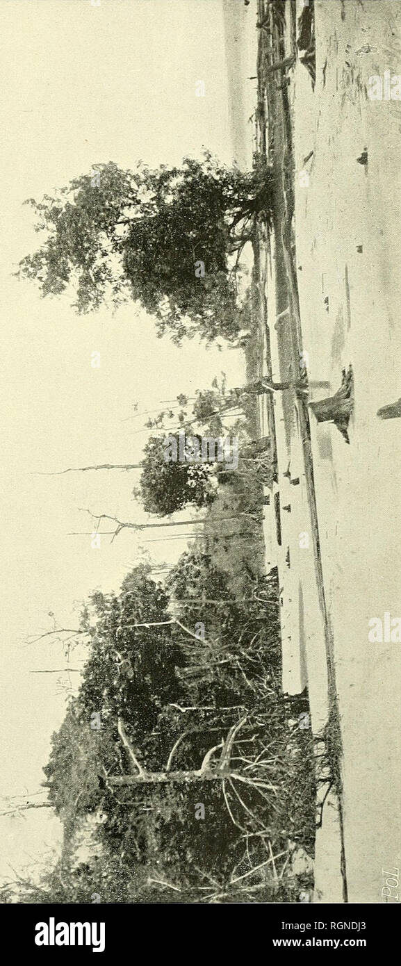 . Bulletin de l'Herbier Boissier. Pflanzen. . Bitte beachten Sie, dass diese Bilder sind von der gescannten Seite Bilder, die digital für die Lesbarkeit verbessert haben mögen - Färbung und Aussehen dieser Abbildungen können nicht perfekt dem Original ähneln. extrahiert. Boissier Herbier. Genève: Impr. Romet Stockfoto