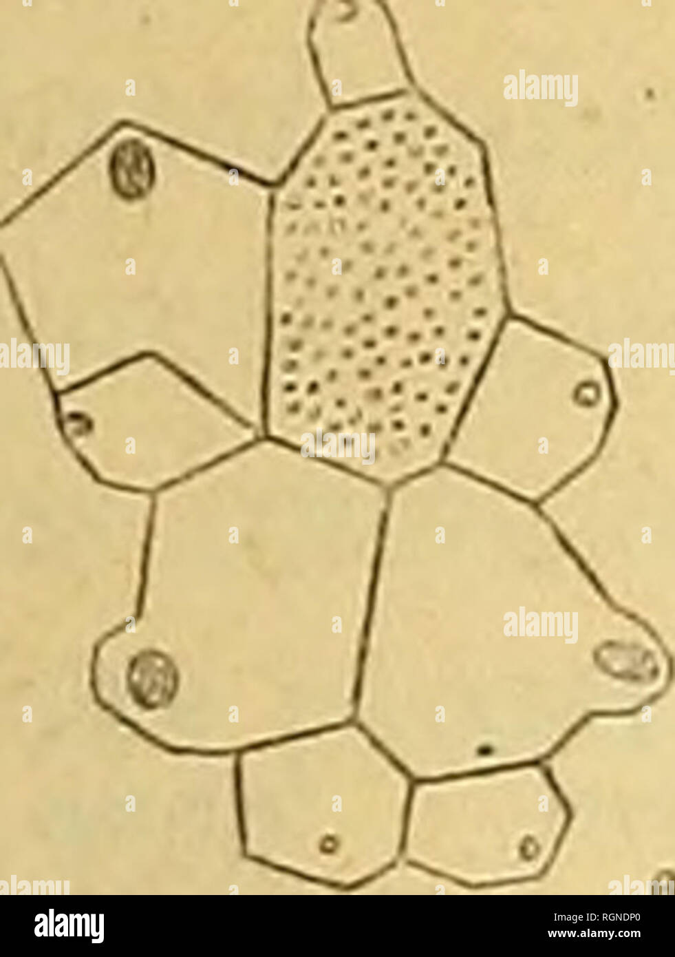 . Bulletin de la SociÃ©tÃ© gÃ©ologique de France. Geologie. 1888. J SEUNES. ÃCUINIDES DES PYRÃNÃES OCCIDENTALES. 8 UHR Appareil apikalen irrÃ©gulier, ne prÃ©sentant que trois Poren gÃ©nitaux, le madrÃ © poride en Ã©tant Dekor pourvu. Le pore delÃ gÃ©rieure nitale antÃ © gauche a une Situation variabel: Il se rapproche mehr oder weniger du madrÃ © poride et se Ort parfois à cheval sur la ligne de sÃ©paration des Deux Plaques de empiÃ © TANT mehr oder weniger sur le madrÃ © poride. Douter auf ne peut Que, dans ce cas, le Pore n'appartienne À la gÃ©Ni-geschichte antÃ © rieure Gauche; cette interprÃ©tation est d'ailleurs bestätigen Stockfoto