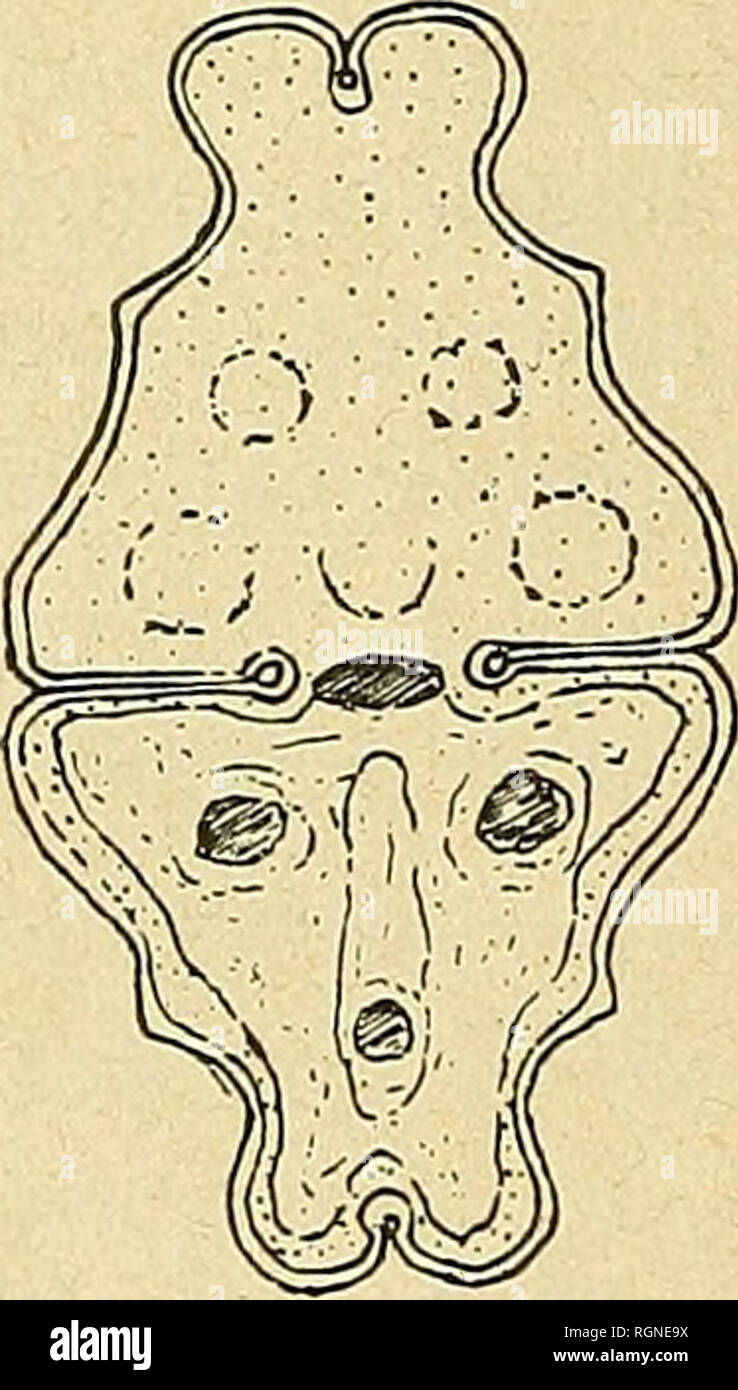 Anzeige nom Fotos und Bildmaterial in hoher Auflösung Alamy